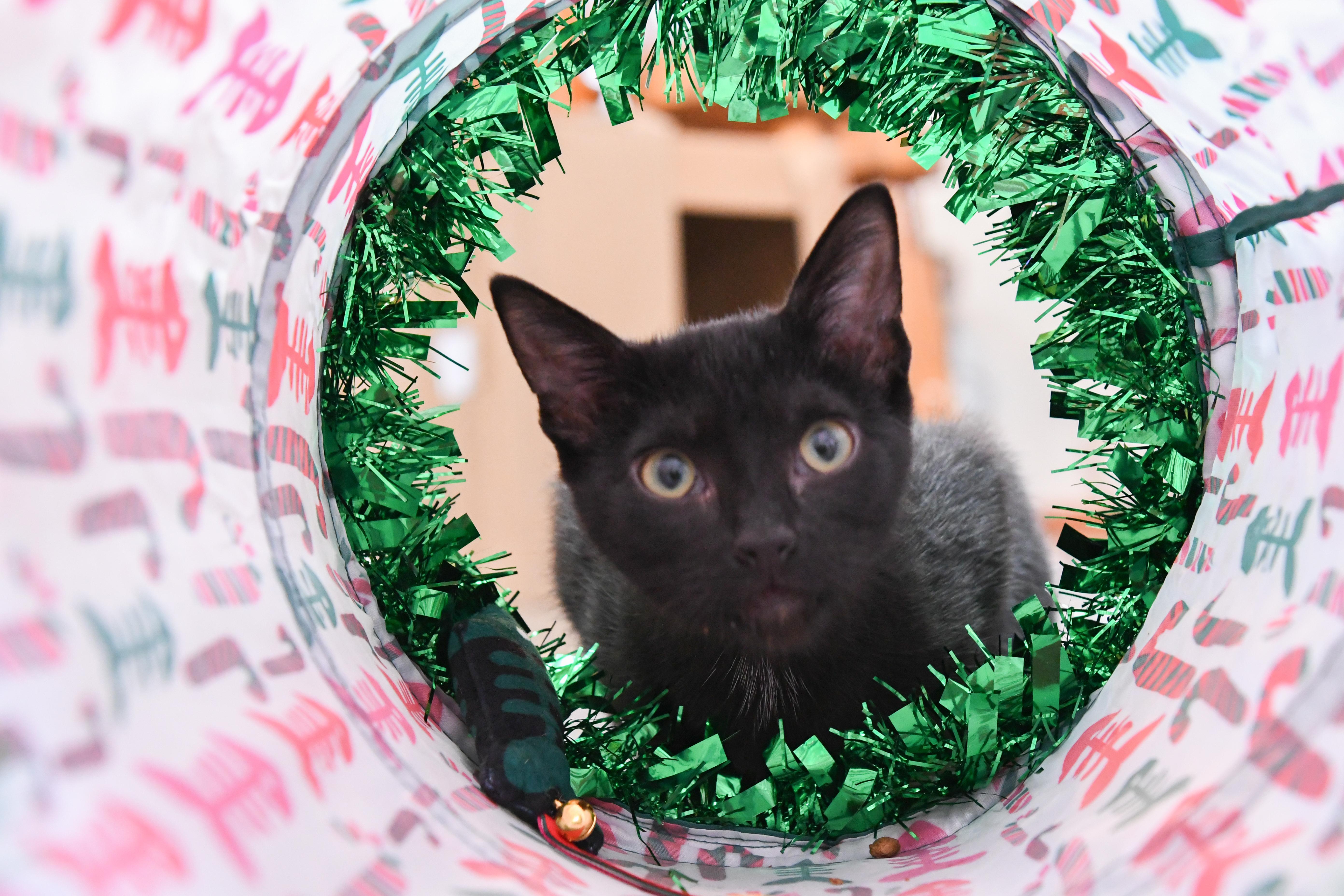Chex, Adoptable, Kitten Female Domestic Short Hair.