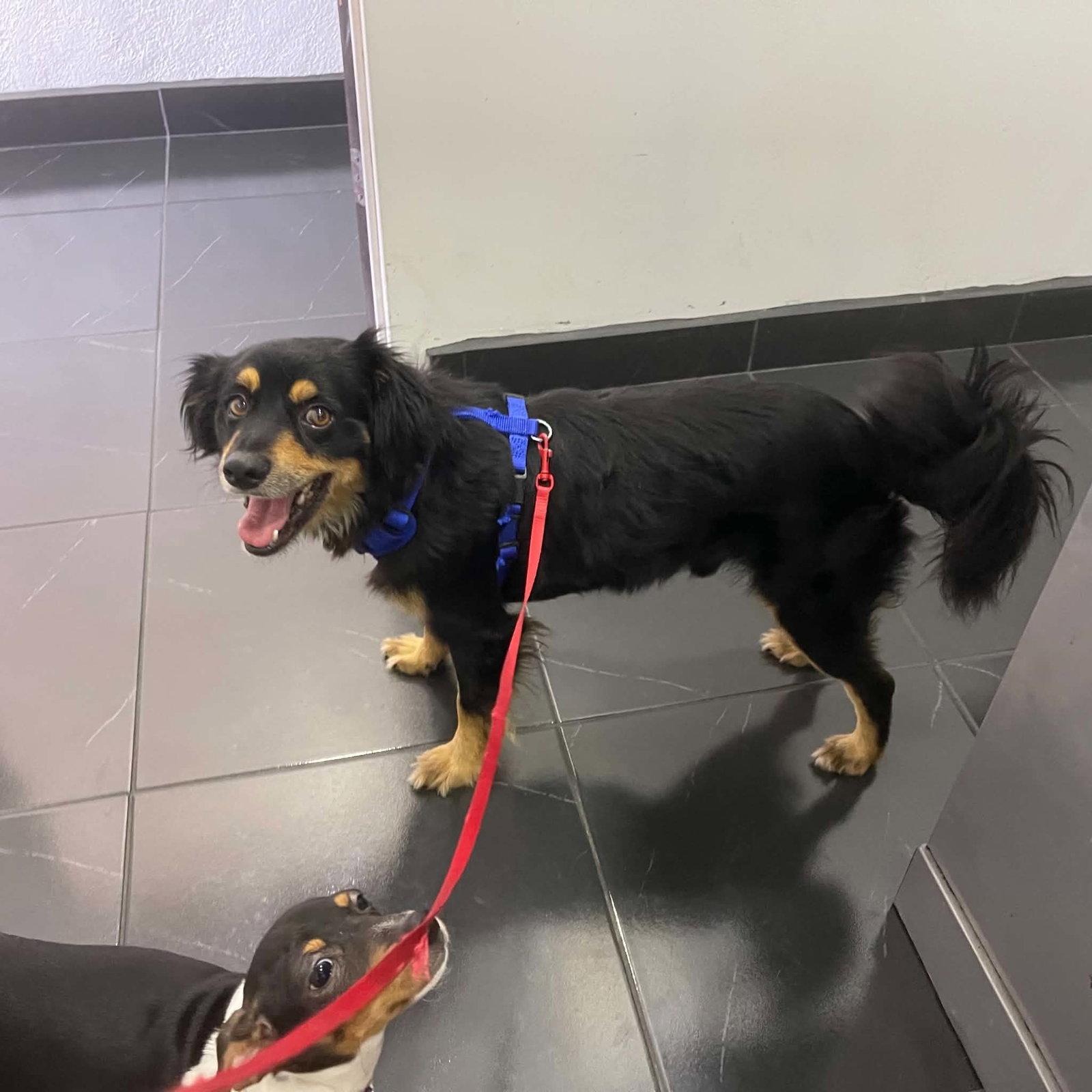Rocky, Adoptable, Adult Male Cocker Spaniel & Papillon.