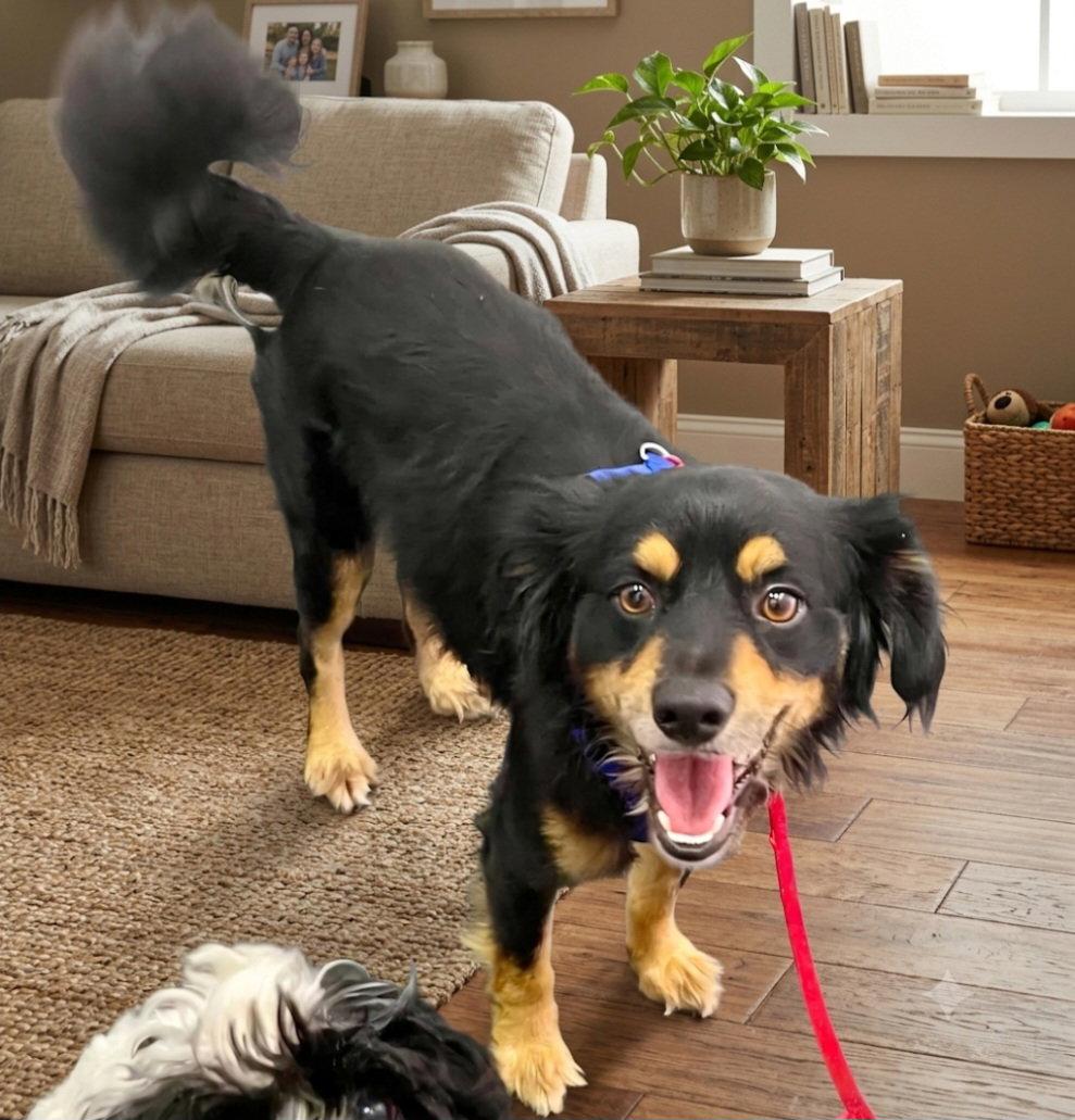 Rocky, Adoptable, Adult Male Cocker Spaniel & Papillon.