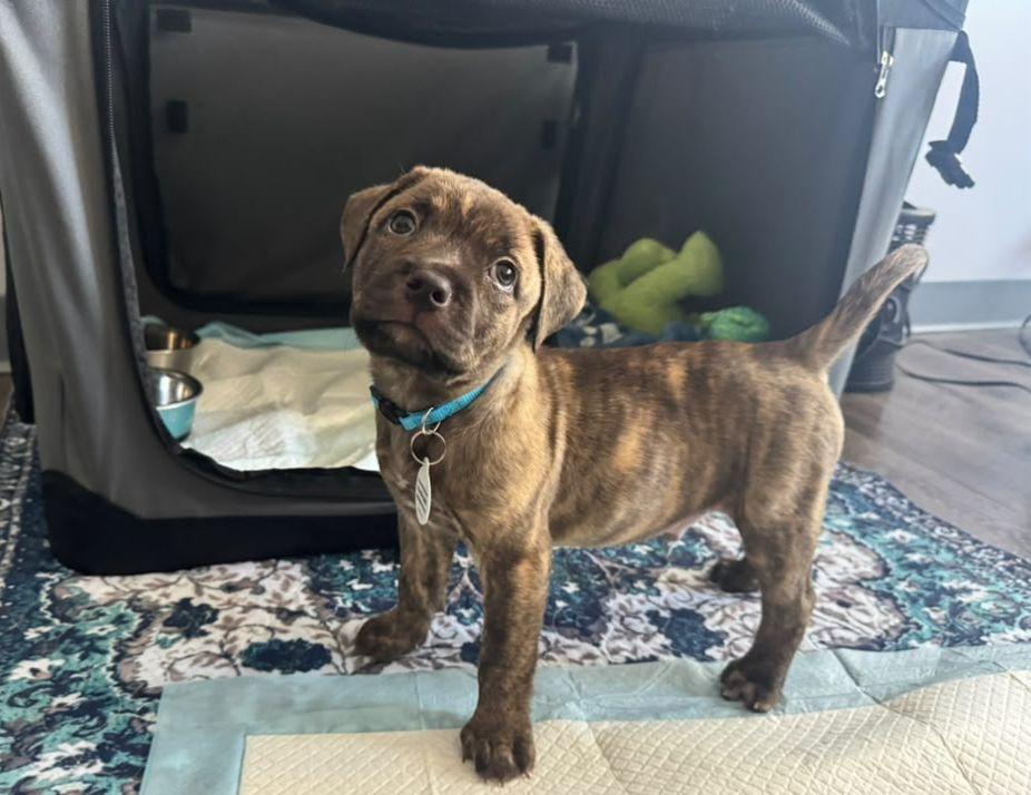 Otter, Adoptable, Puppy Male Pit Bull Terrier.