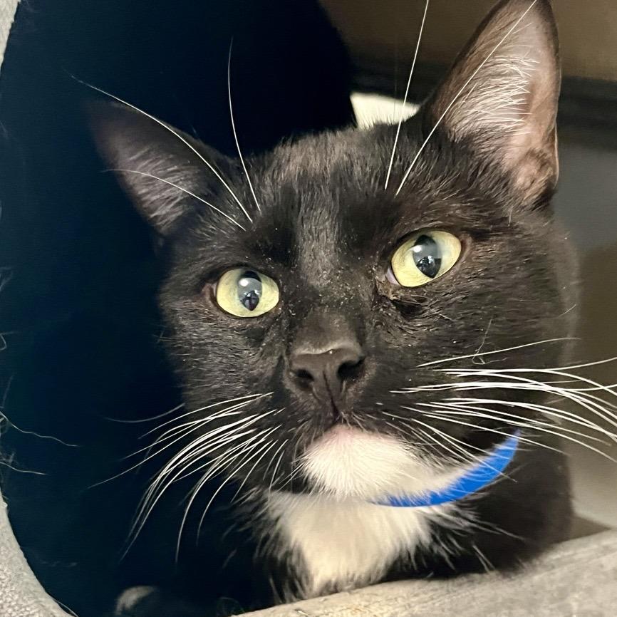 Kevin, Adoptable, Adult Male Domestic Short Hair.