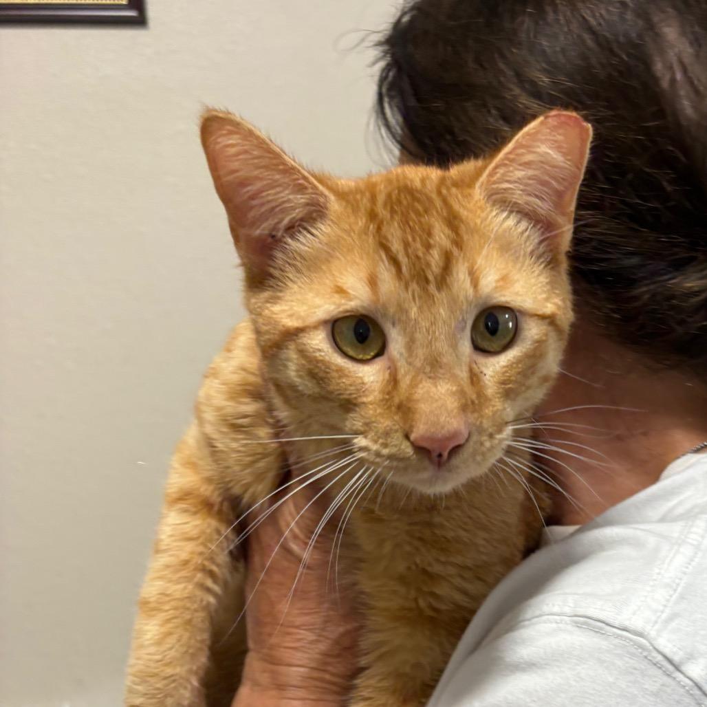 Daniel Tiger, Adoptable, Young Male Domestic Short Hair.