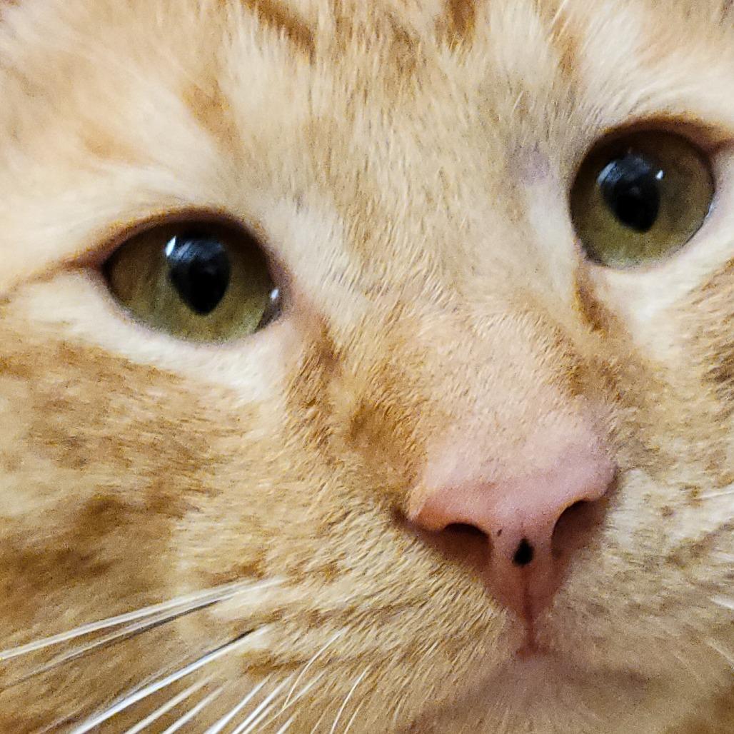 Enlarge Daniel Tiger, a Adoptable Domestic Short Hair in League City, TX image 2/6