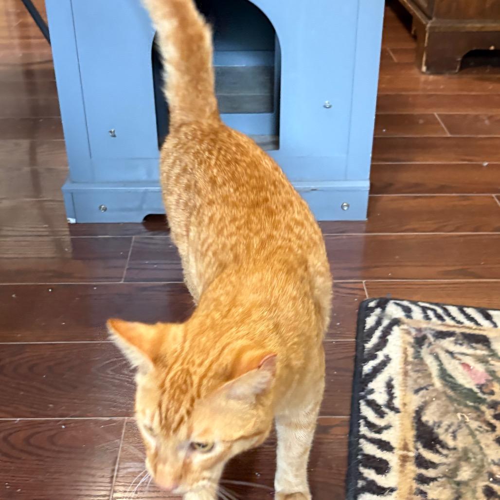 Enlarge Daniel Tiger, a Adoptable Domestic Short Hair in League City, TX image 3/6