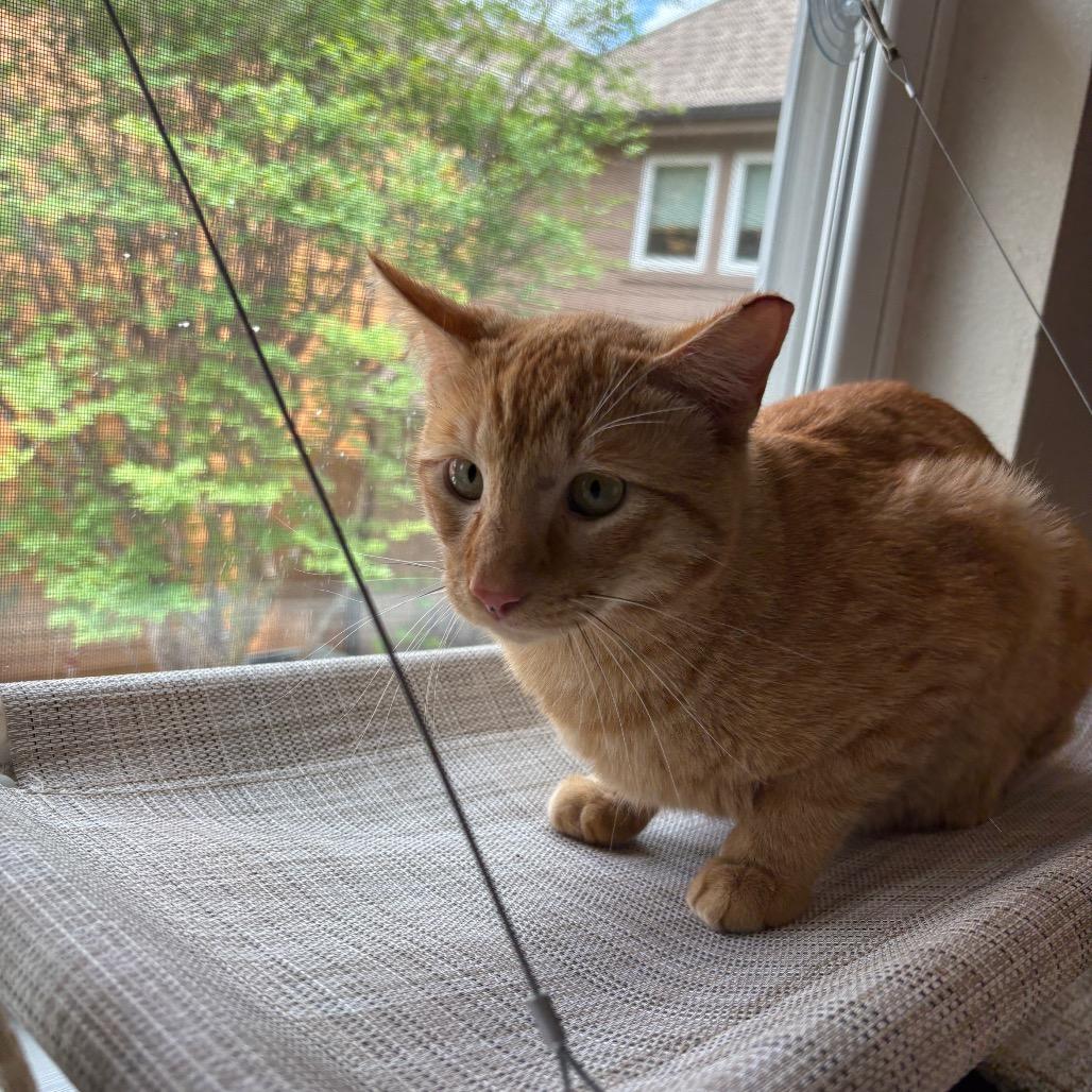 Enlarge Daniel Tiger, a Adoptable Domestic Short Hair in League City, TX image 4/6