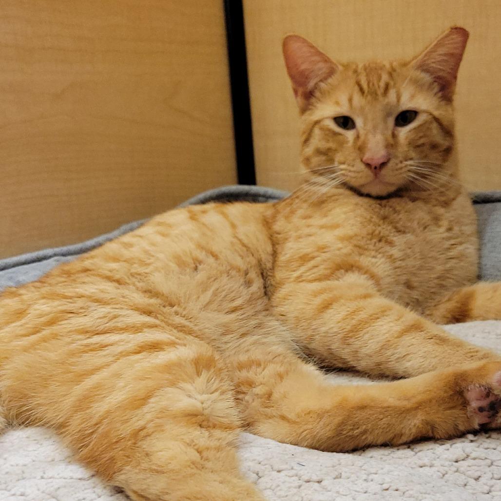 Enlarge Daniel Tiger, a Adoptable Domestic Short Hair in League City, TX image 5/6