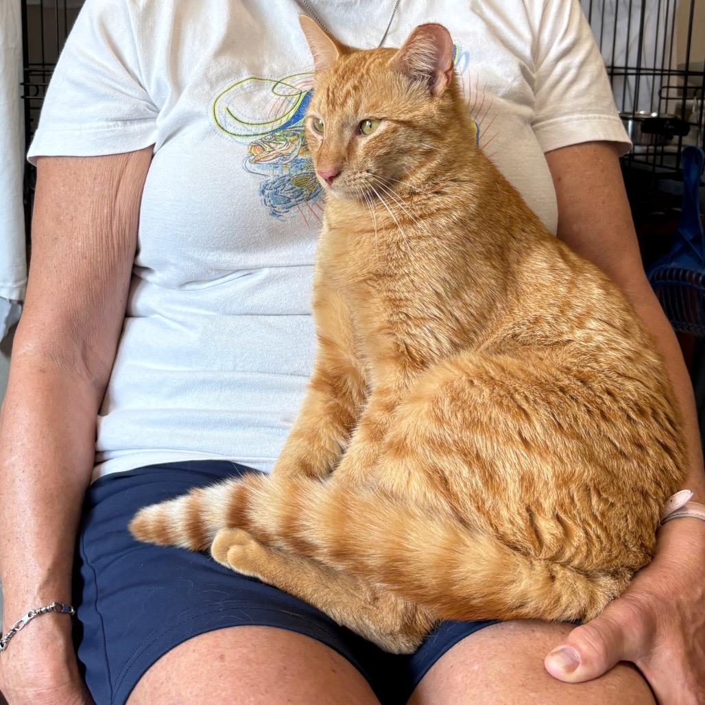 Enlarge Daniel Tiger, a Adoptable Domestic Short Hair in League City, TX image 6/6