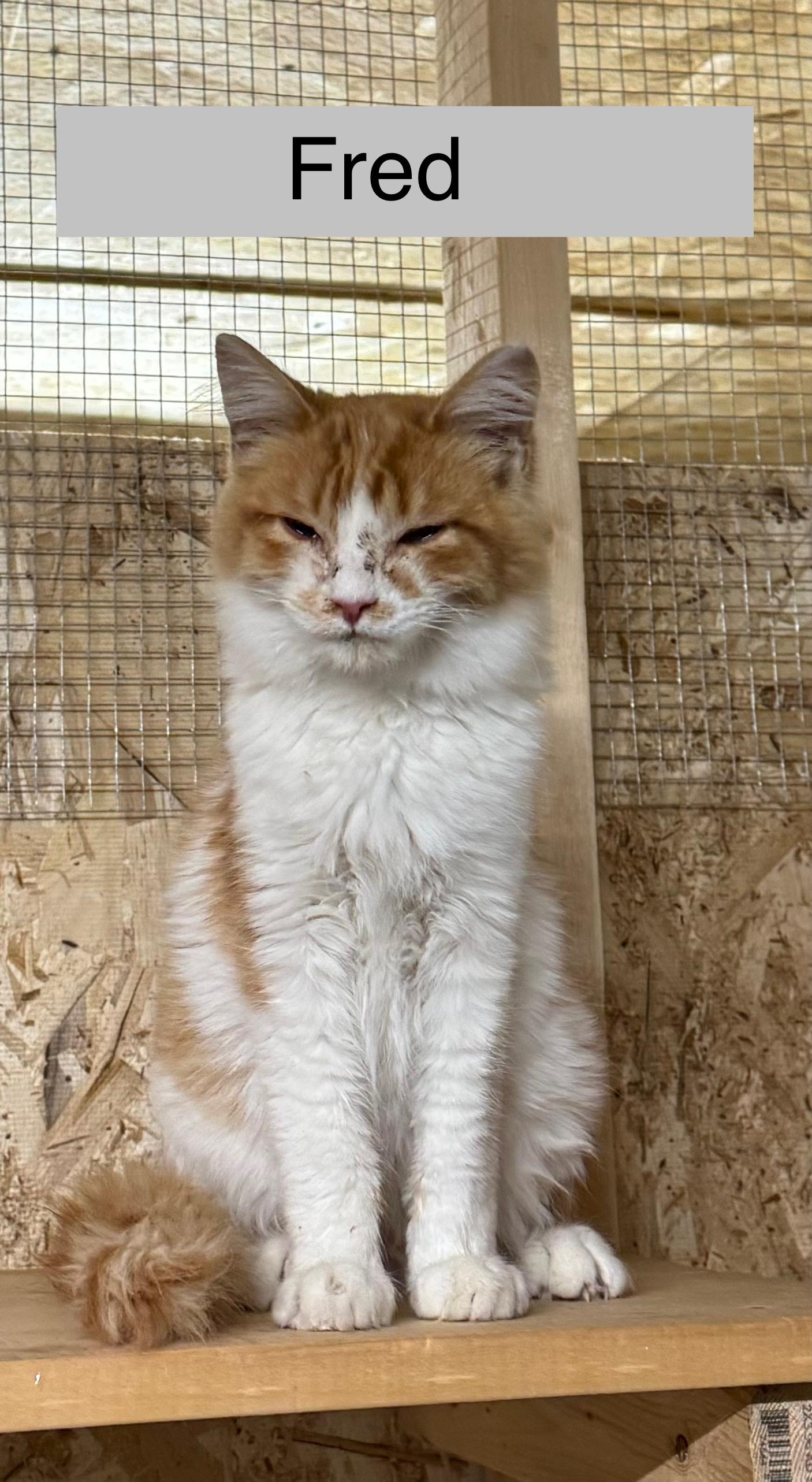 Enlarge Fred, a ADOPTABLE Domestic Medium Hair in Ludington, MI image 1/1