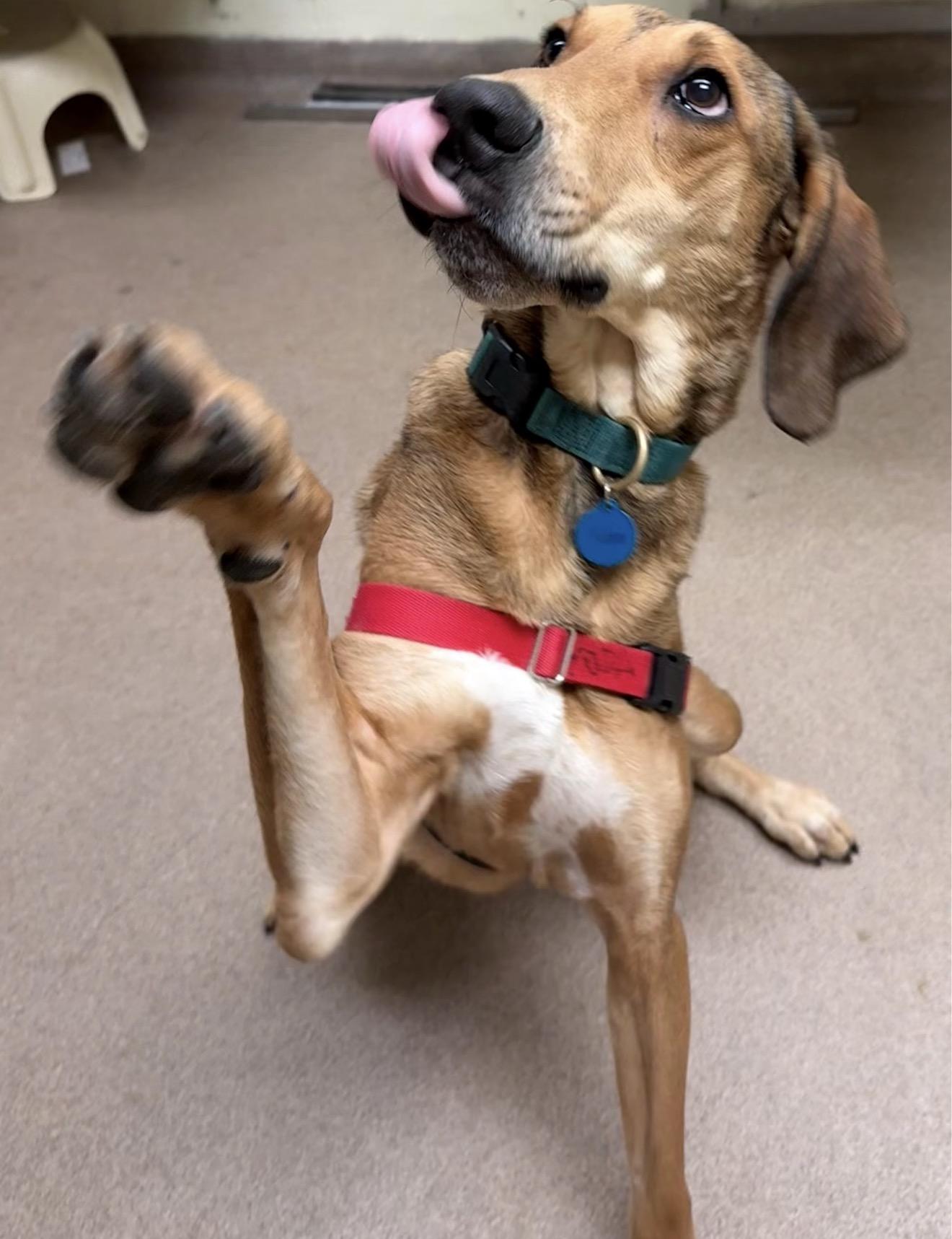 Enlarge Yoda (North Carolina), a Adoptable Hound in Raleigh, NC image 2/4