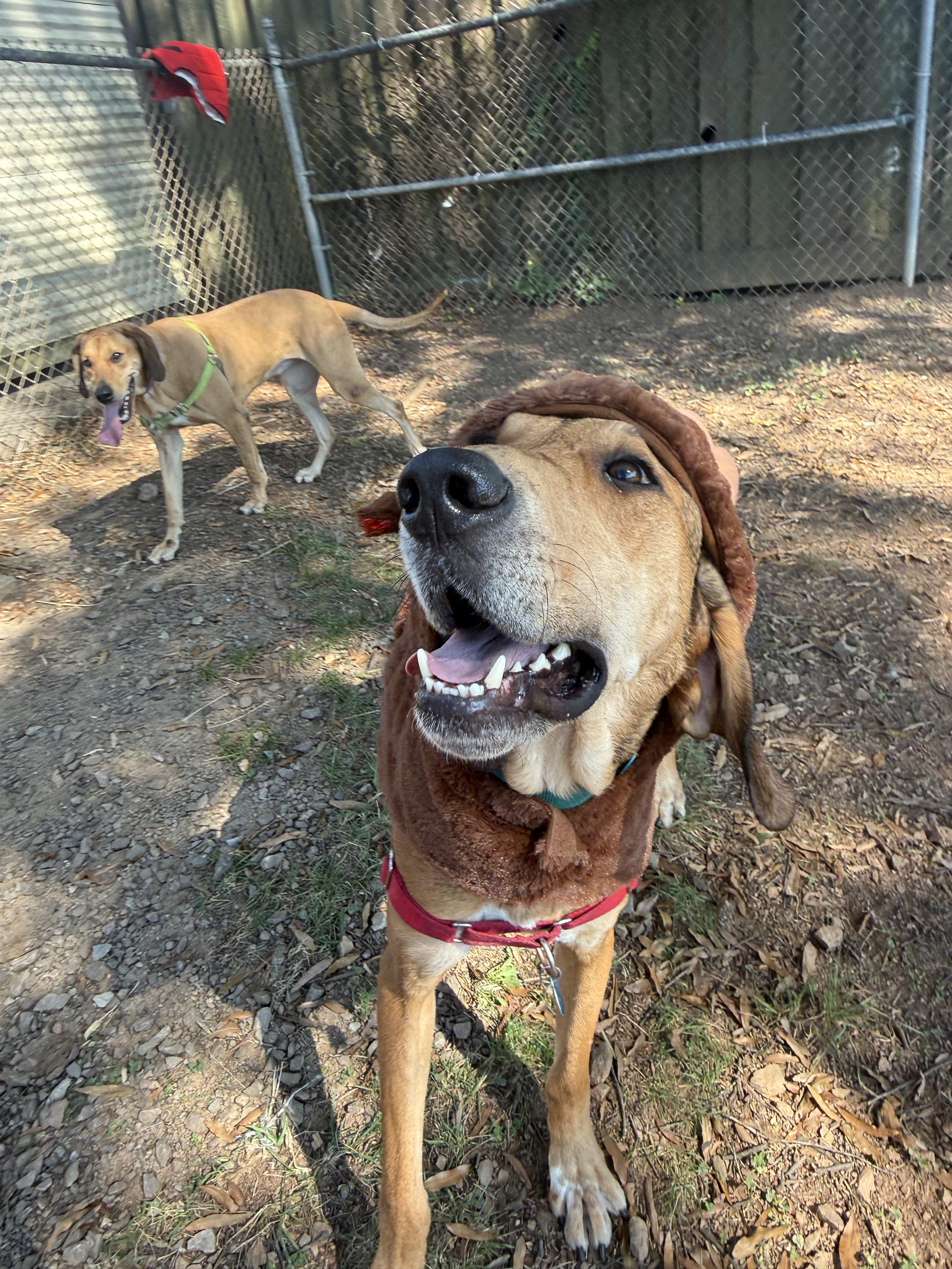 Enlarge Yoda (North Carolina), a Adoptable Hound in Raleigh, NC image 4/4