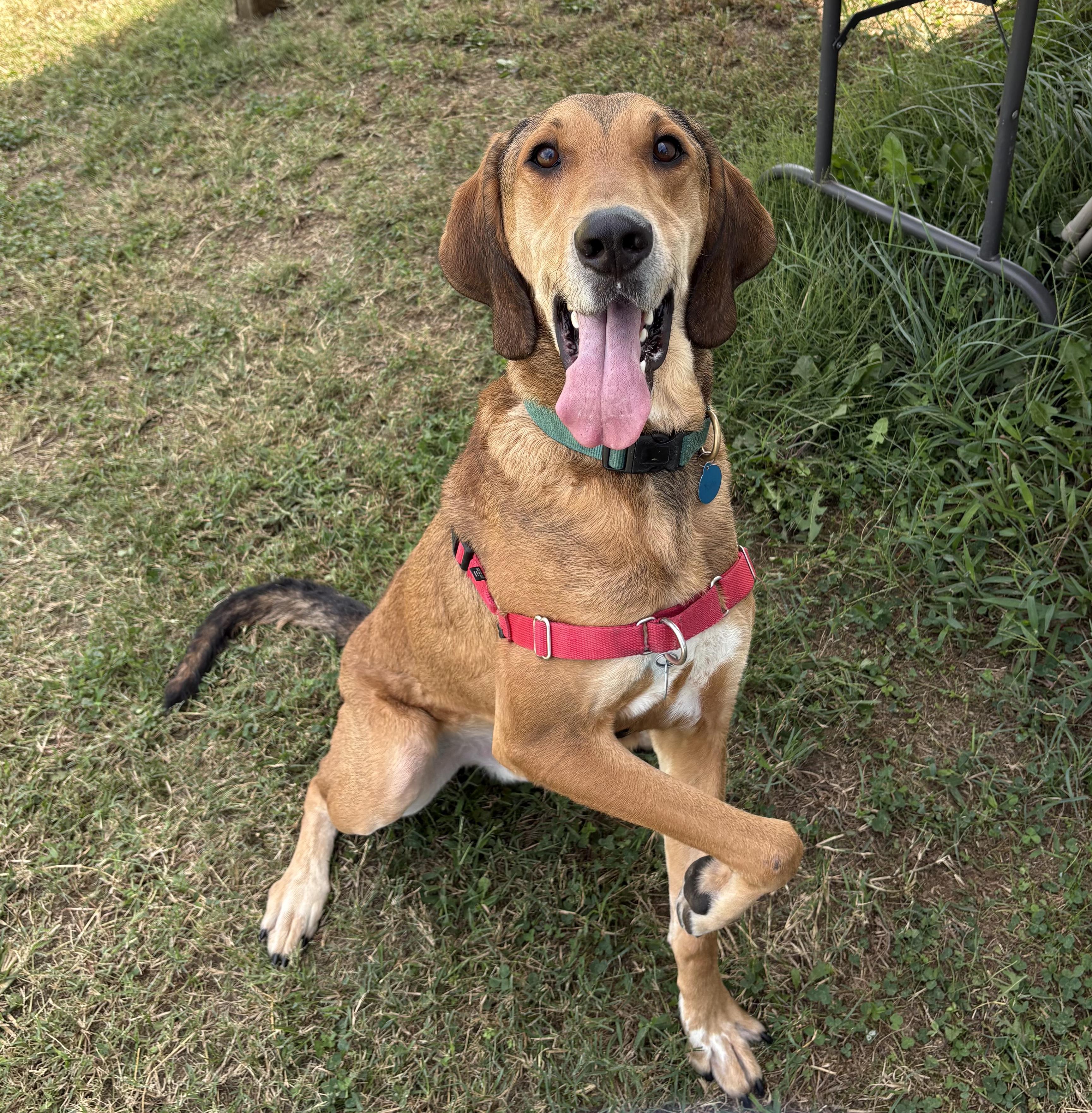 Enlarge Yoda (North Carolina), a Adoptable Hound in Raleigh, NC image 1/4