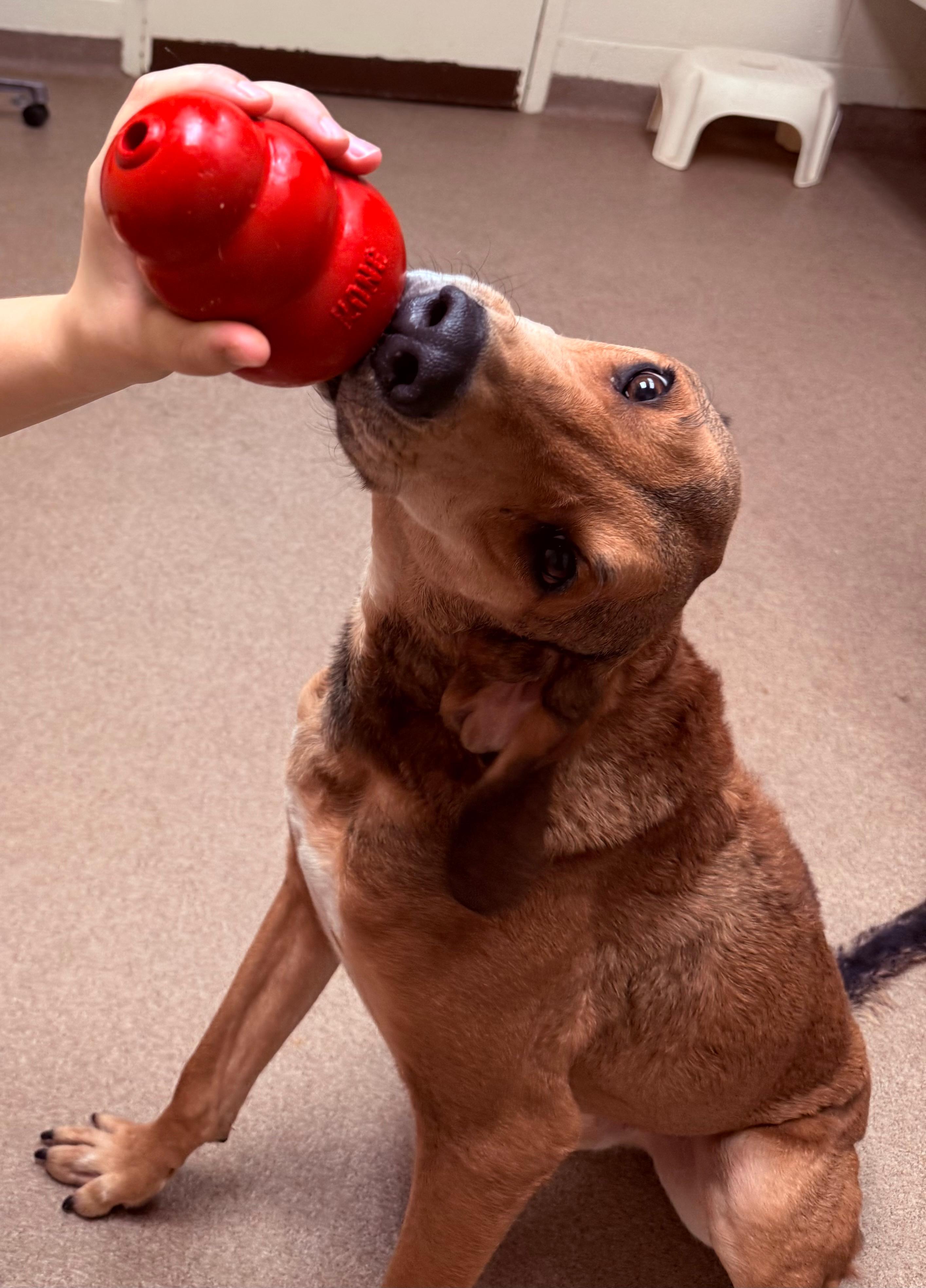 Enlarge Yoda (North Carolina), a Adoptable Hound in Raleigh, NC image 3/4