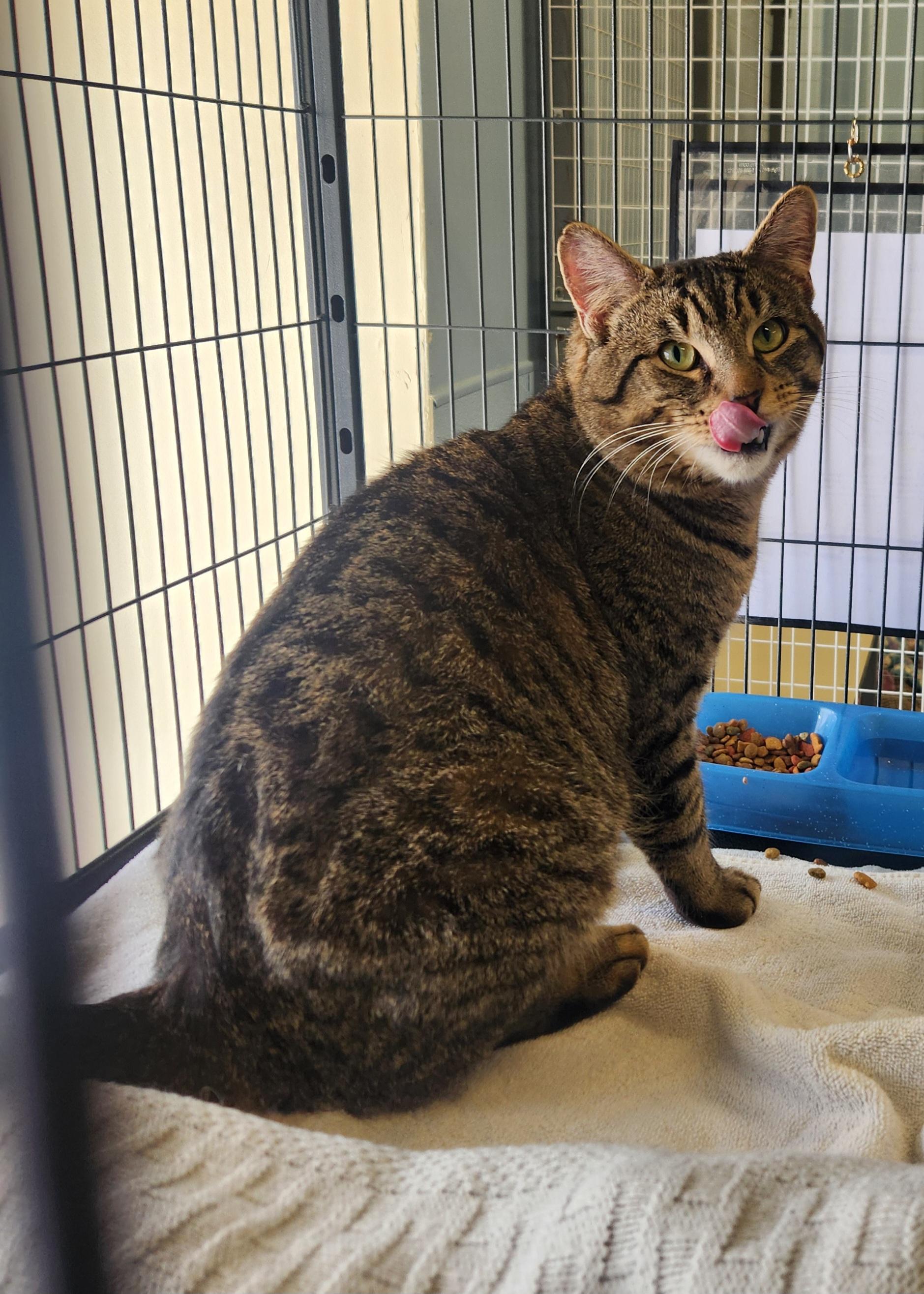 Marley, a ADOPTABLE Domestic Short Hair in Sewaren, NJ image 4/6