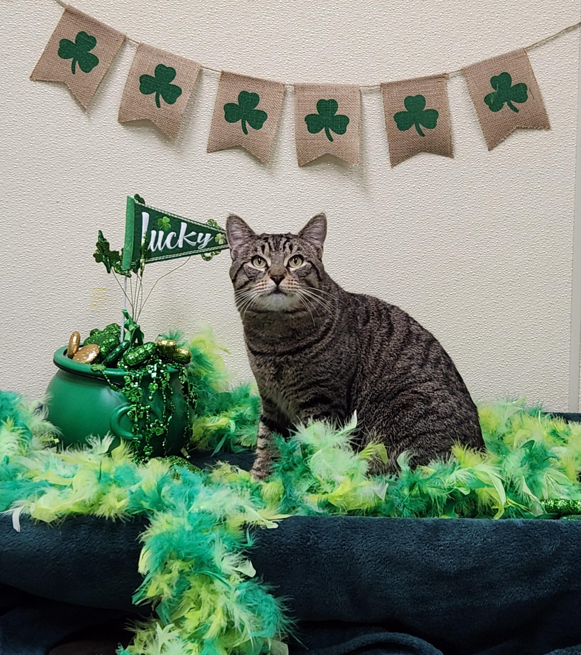 Marley, ADOPTABLE, Adult Male Domestic Short Hair.