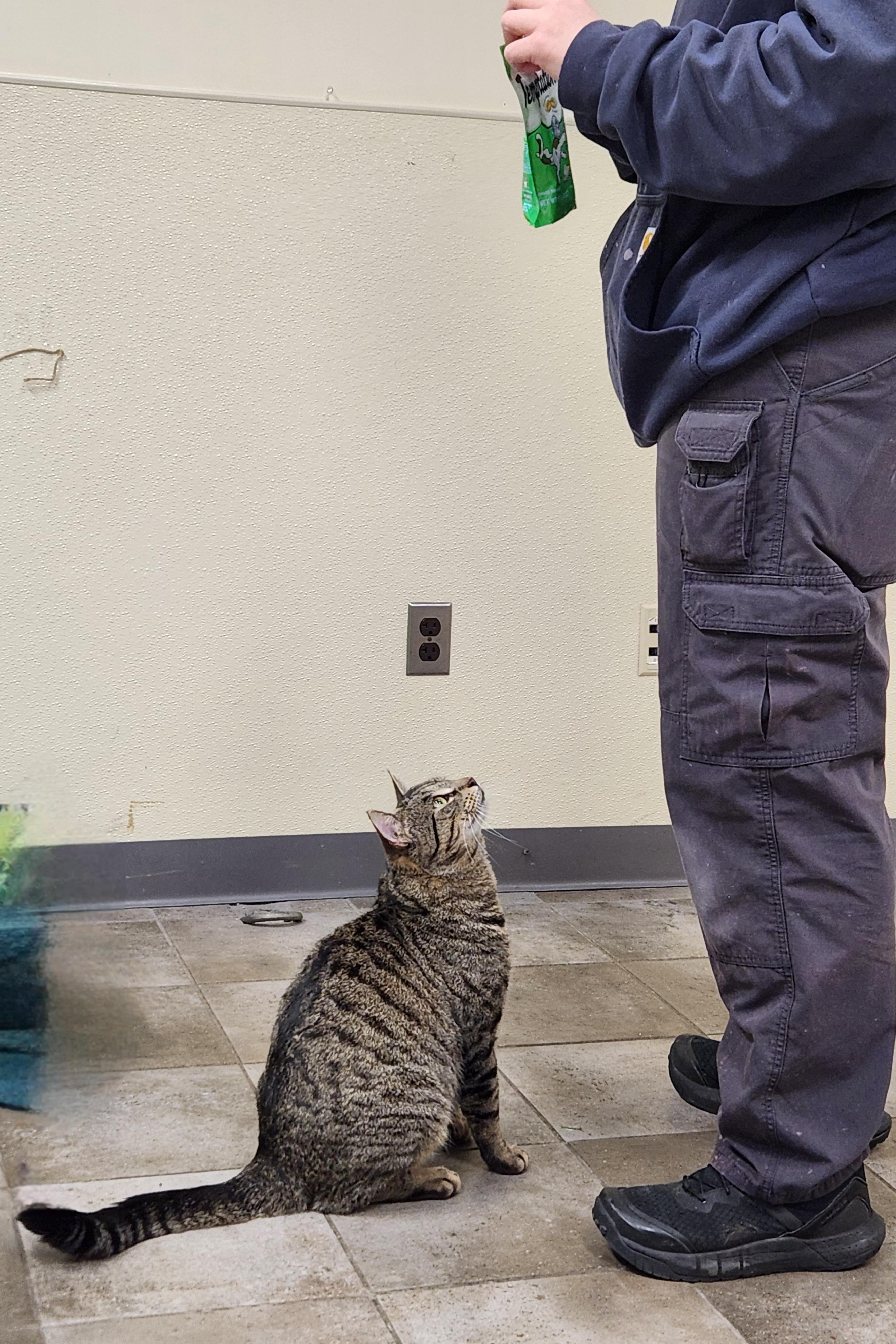 Marley, a ADOPTABLE Domestic Short Hair in Sewaren, NJ image 6/6