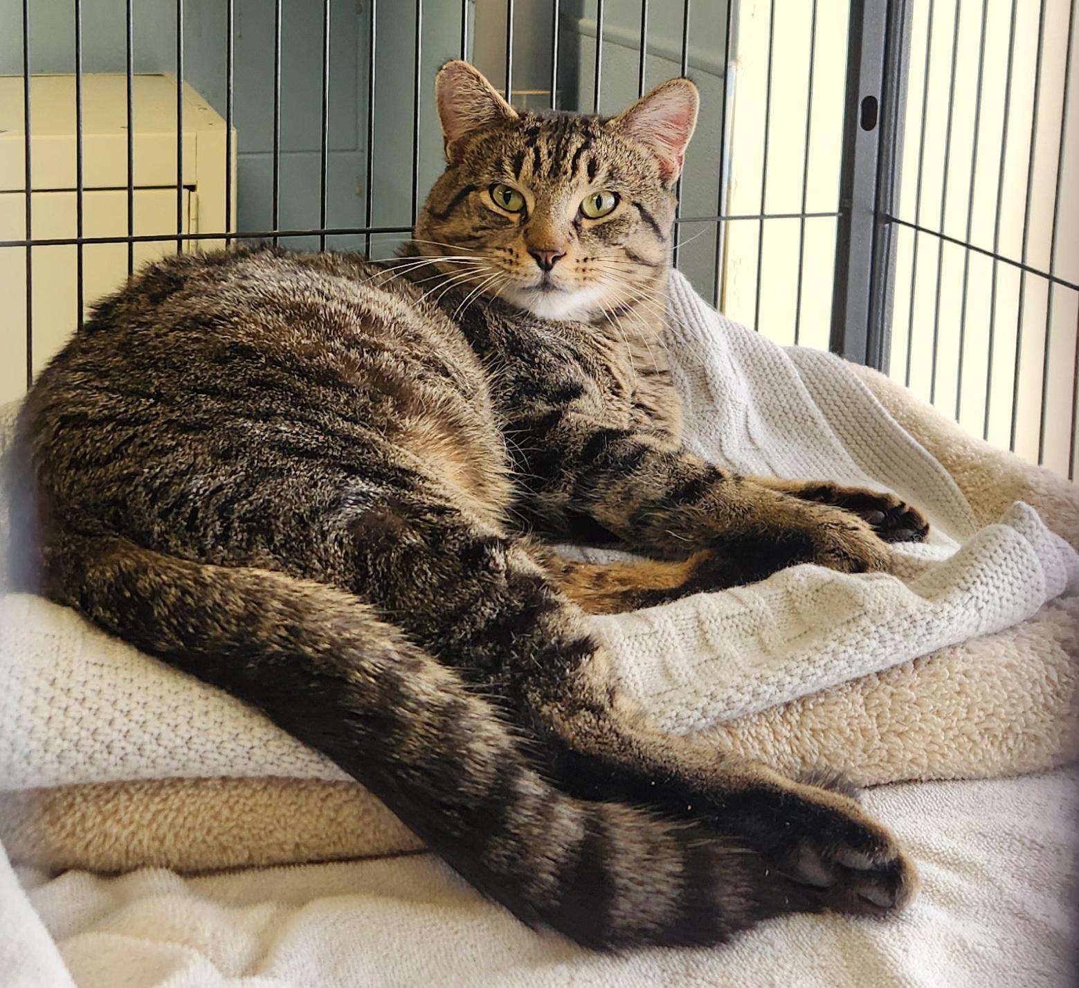 Marley, a ADOPTABLE Domestic Short Hair in Sewaren, NJ image 2/6