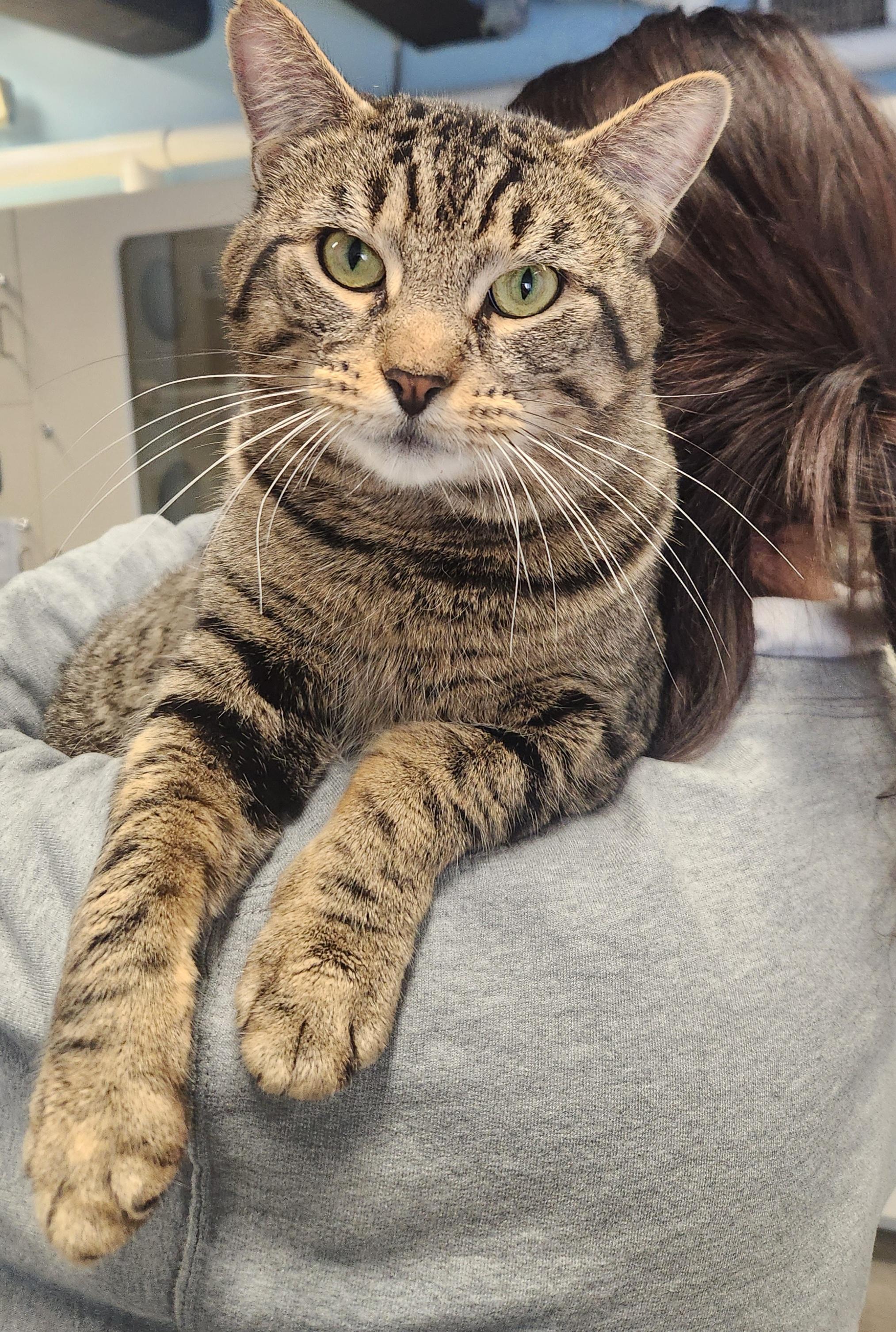 Marley, ADOPTABLE, Adult Male Domestic Short Hair.