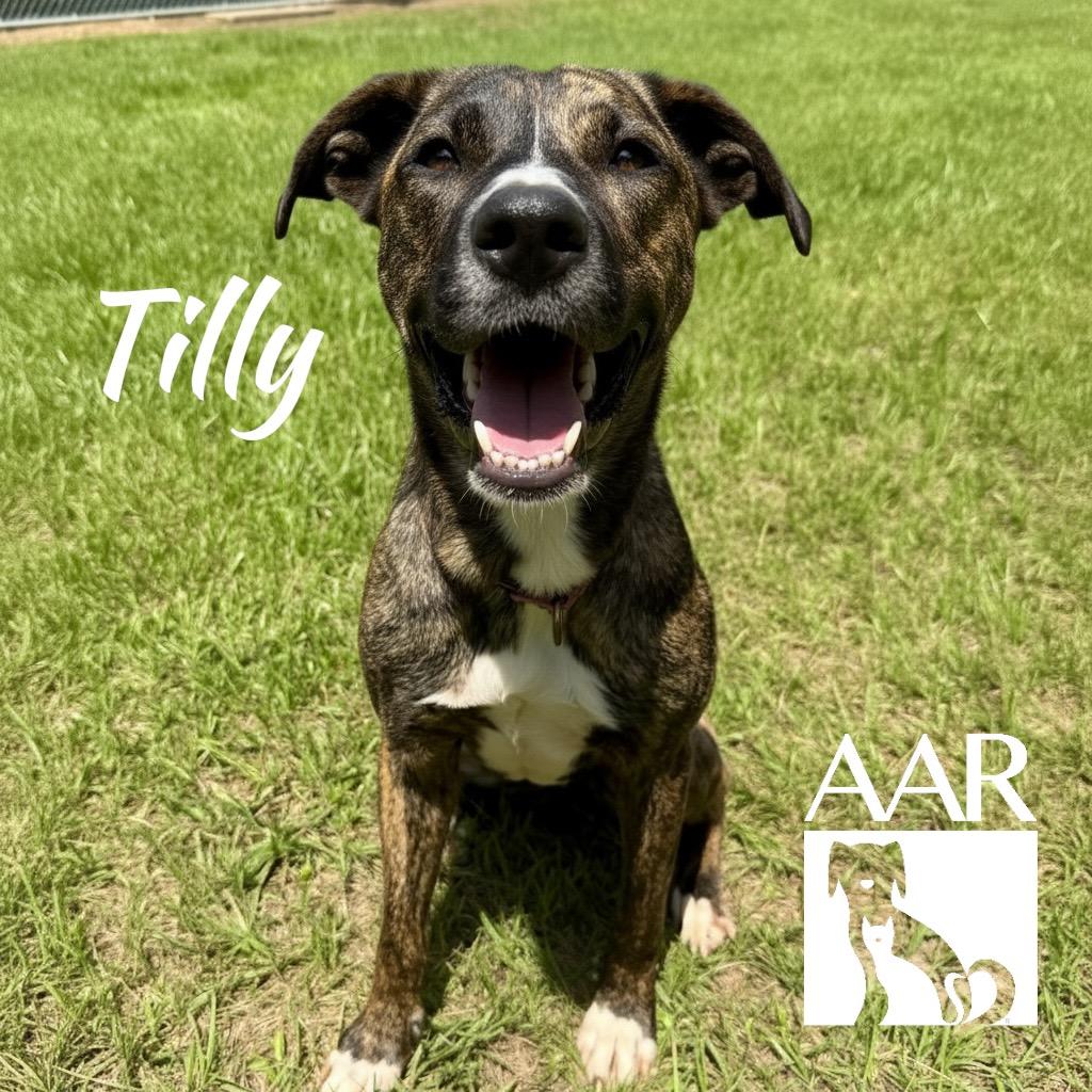 Enlarge Tilly, a Adoptable mixed breed in Magnolia, TX image 2/6