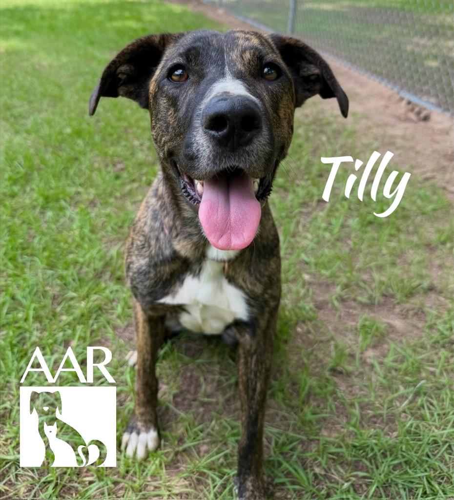Enlarge Tilly, a Adoptable mixed breed in Magnolia, TX image 5/6