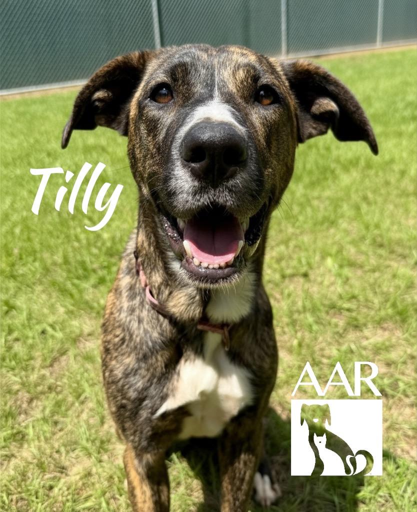 Enlarge Tilly, a Adoptable mixed breed in Magnolia, TX image 6/6