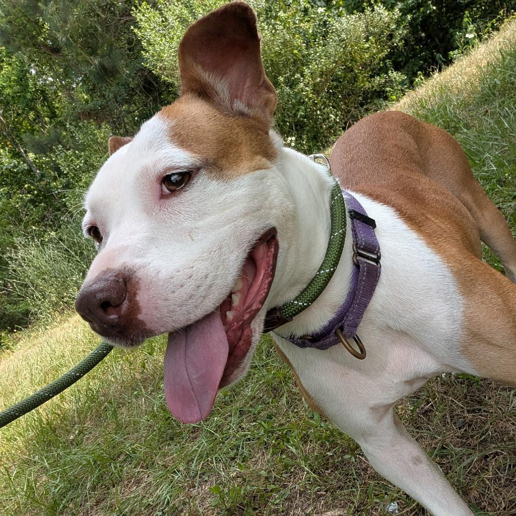 Enlarge Paige 26774, a Adoptable Mixed Breed in Middleburg, FL image 3/6