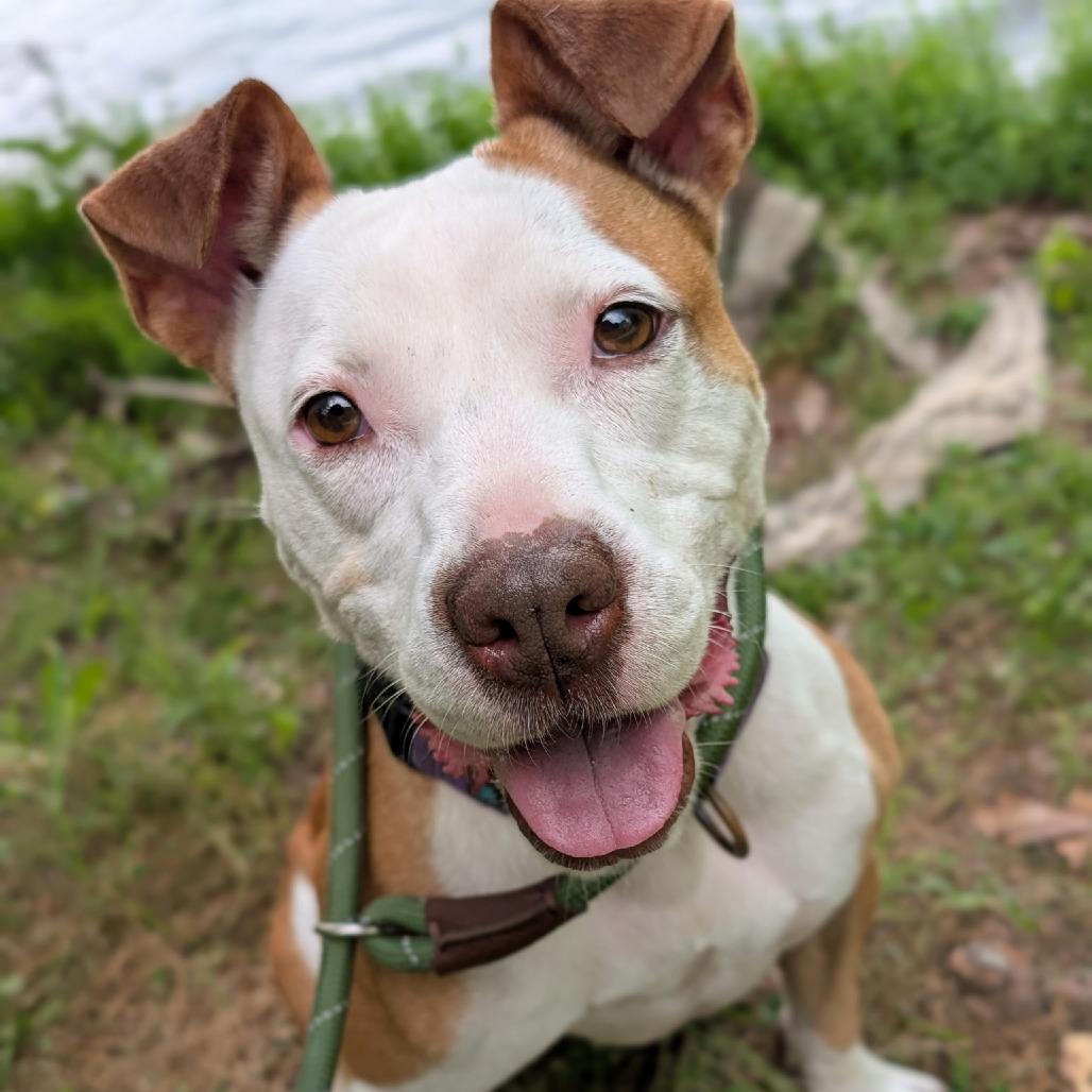 Enlarge Paige 26774, a Adoptable Mixed Breed in Middleburg, FL image 6/6