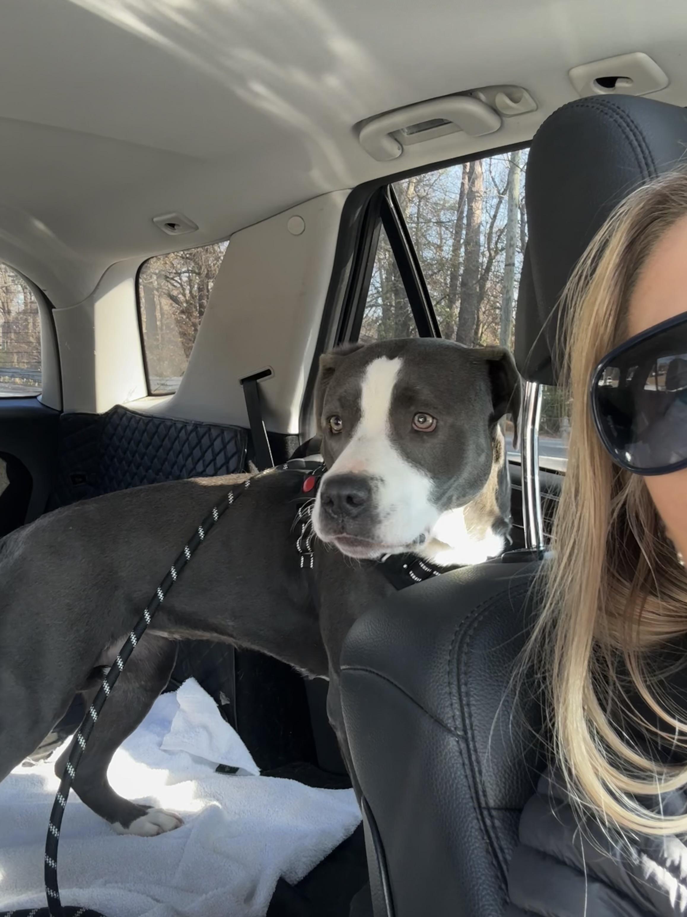 Moco & Choco, Adoptable, Young Female Mixed Breed.