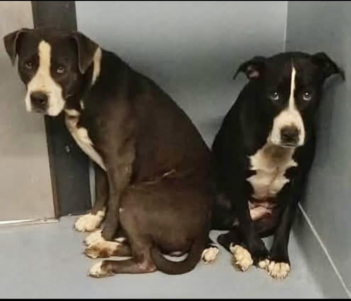 Moco & Choco thumbnail 3