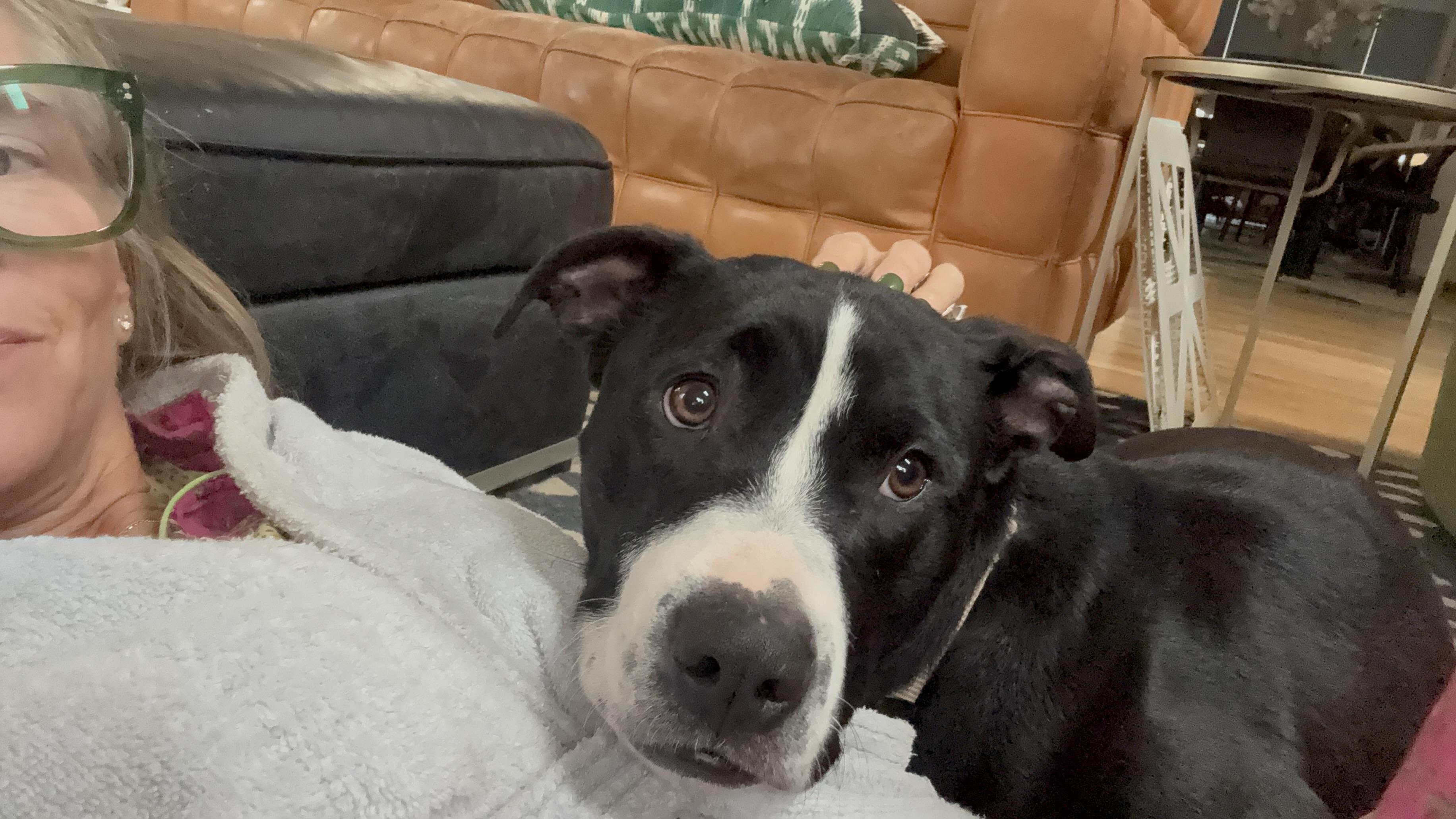 Enlarge Moco & Choco, a Adoptable mixed breed in atlanta, GA image 6/6