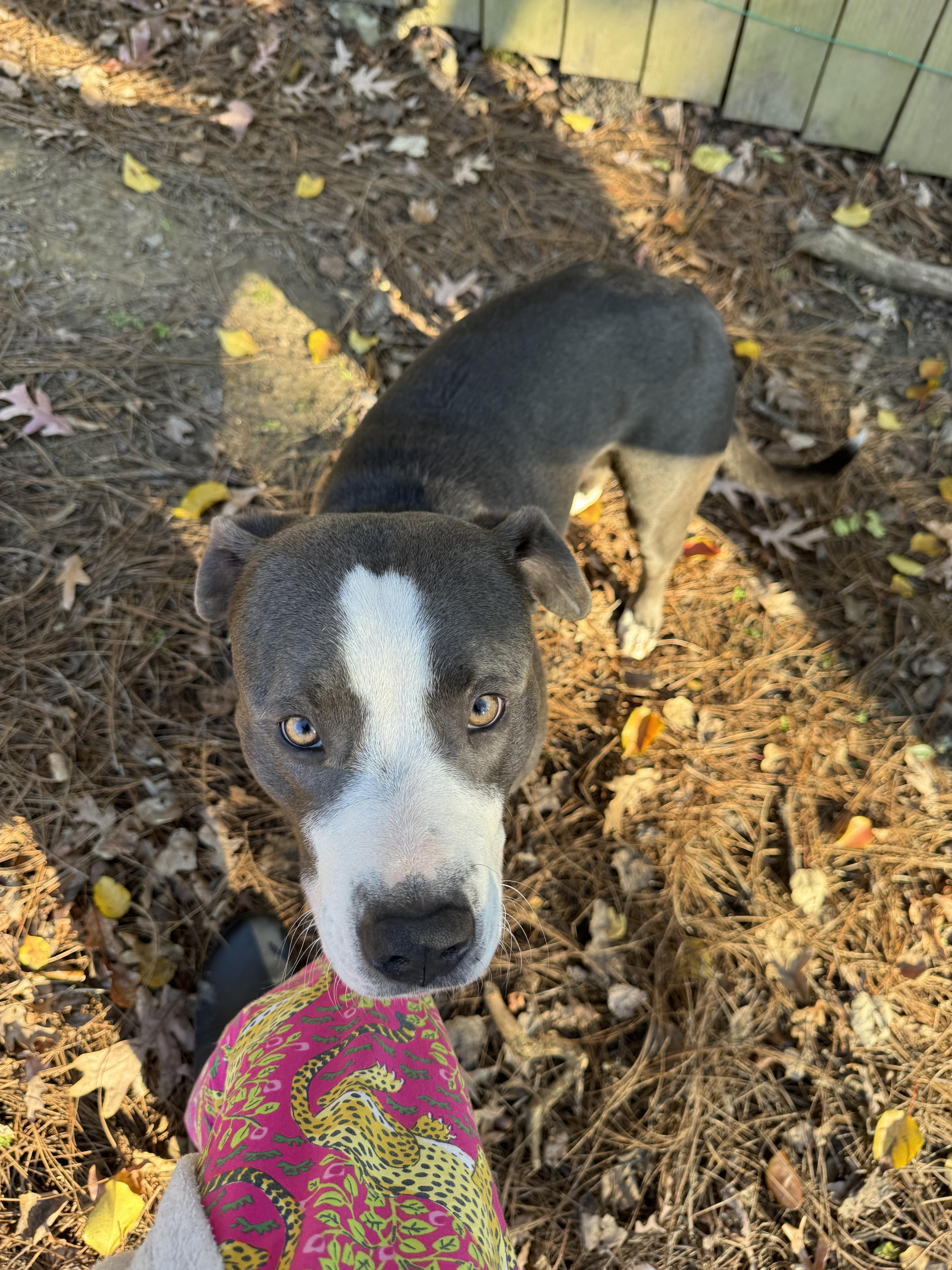 Enlarge Moco & Choco, a Adoptable mixed breed in atlanta, GA image 5/6