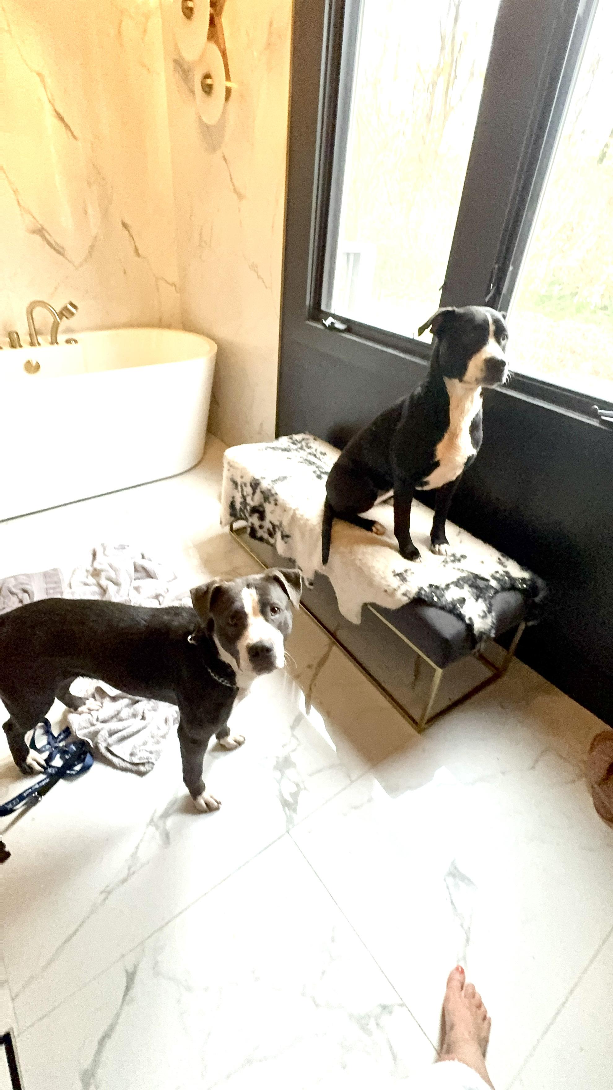 Enlarge Salt & Pepper, a Adoptable mixed breed in atlanta, GA image 2/6