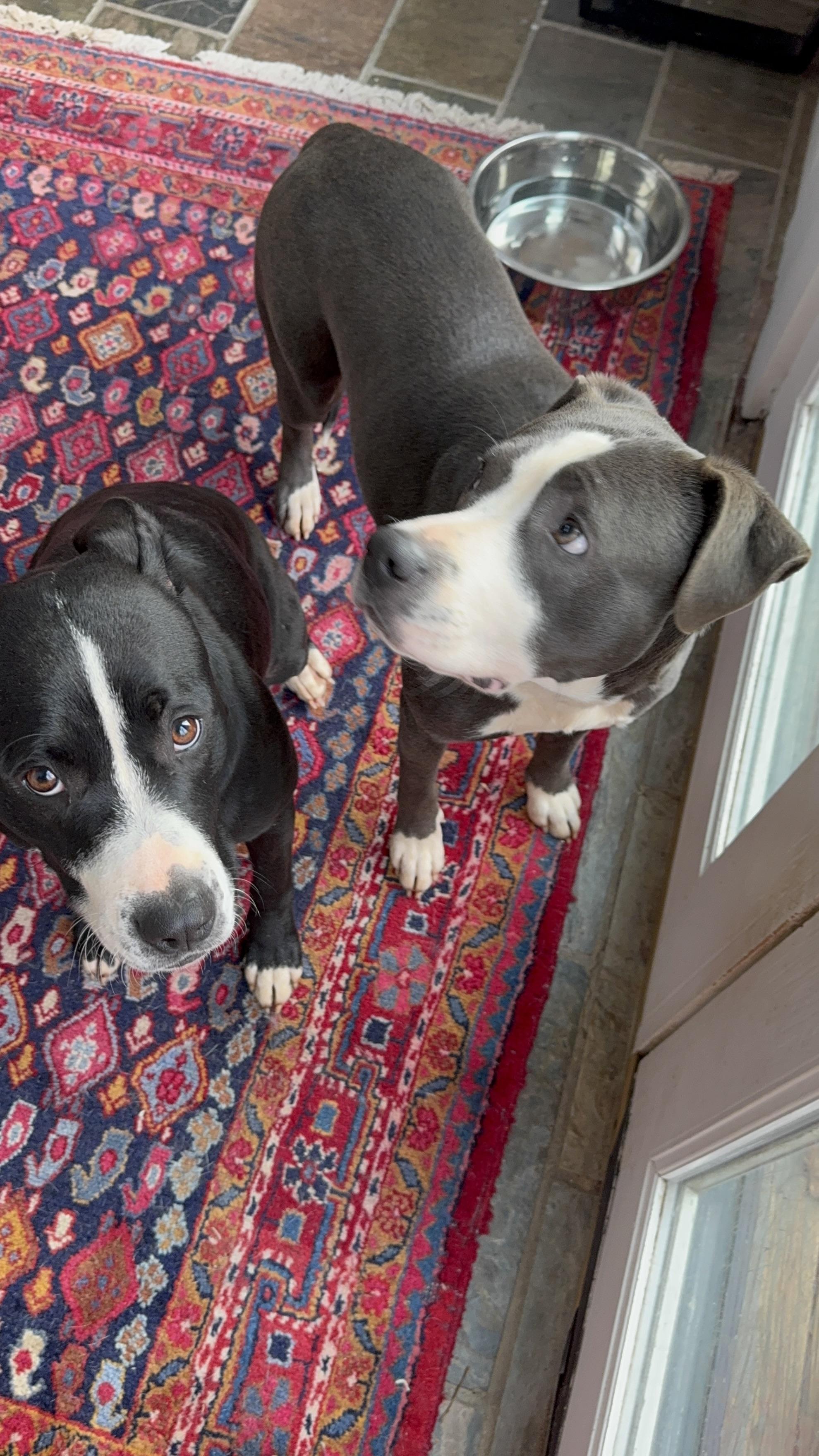 Enlarge Salt & Pepper, a Adoptable mixed breed in atlanta, GA image 1/6