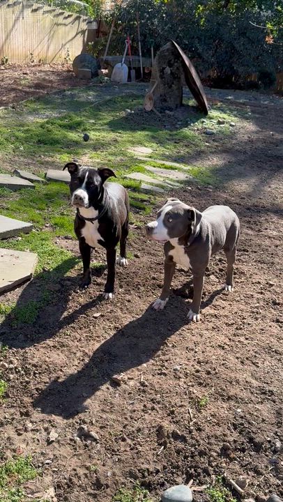 Enlarge Salt & Pepper, a Adoptable mixed breed in atlanta, GA video 3/6