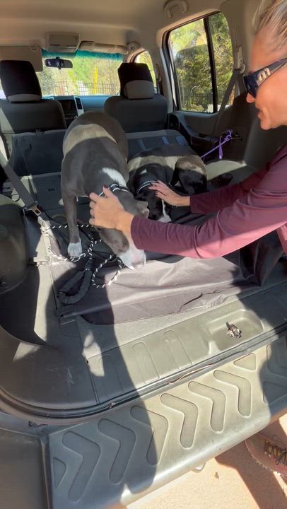 Enlarge Moco & Choco, a Adoptable mixed breed in atlanta, GA video 1/6