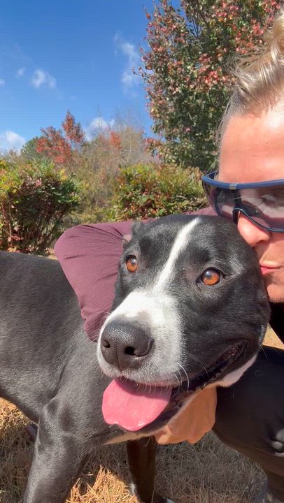 Enlarge Moco & Choco, a Adoptable mixed breed in atlanta, GA video 2/6