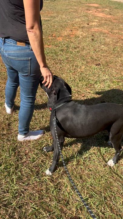 Enlarge Moco & Choco, a Adoptable mixed breed in atlanta, GA video 3/6