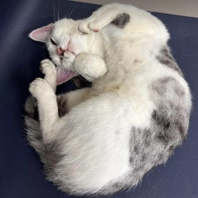 Cashmere, Adoptable, Adult Female Domestic Short Hair.