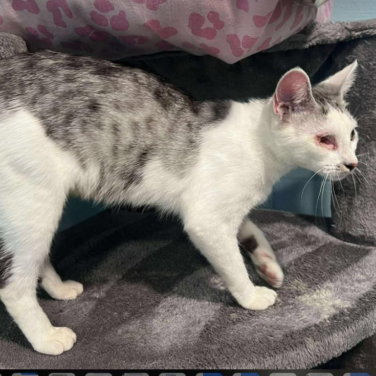 Cashmere, a Adoptable Domestic Short Hair in Gordonsville, TN image 1/6