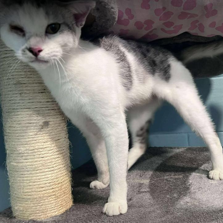 Cashmere, a Adoptable Domestic Short Hair in Gordonsville, TN image 2/6