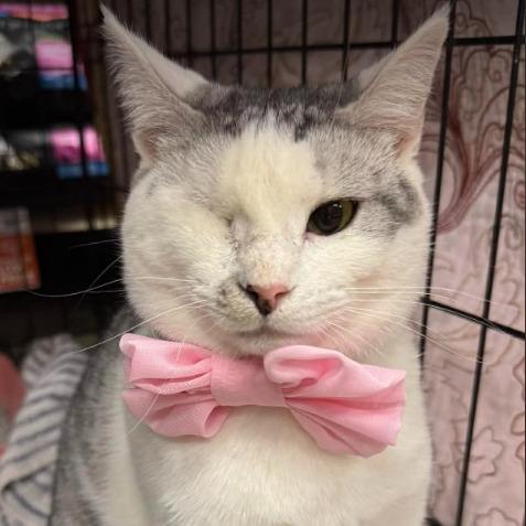 Cashmere, a Adoptable Domestic Short Hair in Gordonsville, TN image 3/6