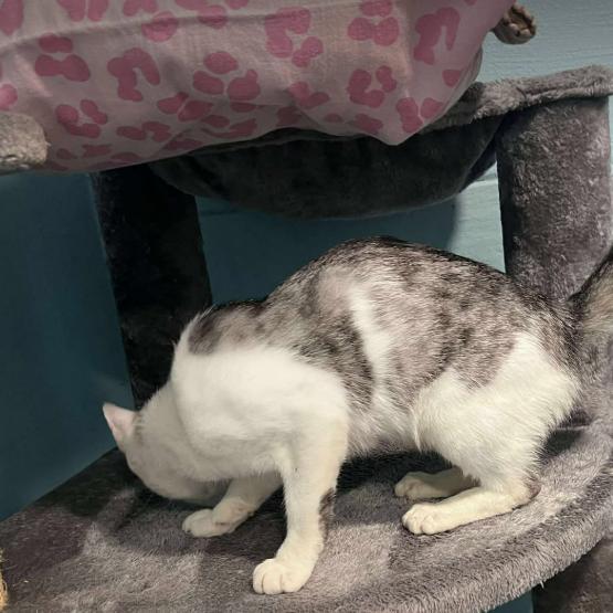 Cashmere, a Adoptable Domestic Short Hair in Gordonsville, TN image 5/6