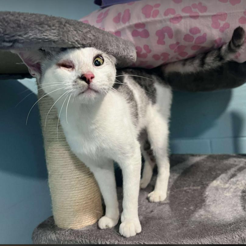 Cashmere, a Adoptable Domestic Short Hair in Gordonsville, TN image 6/6