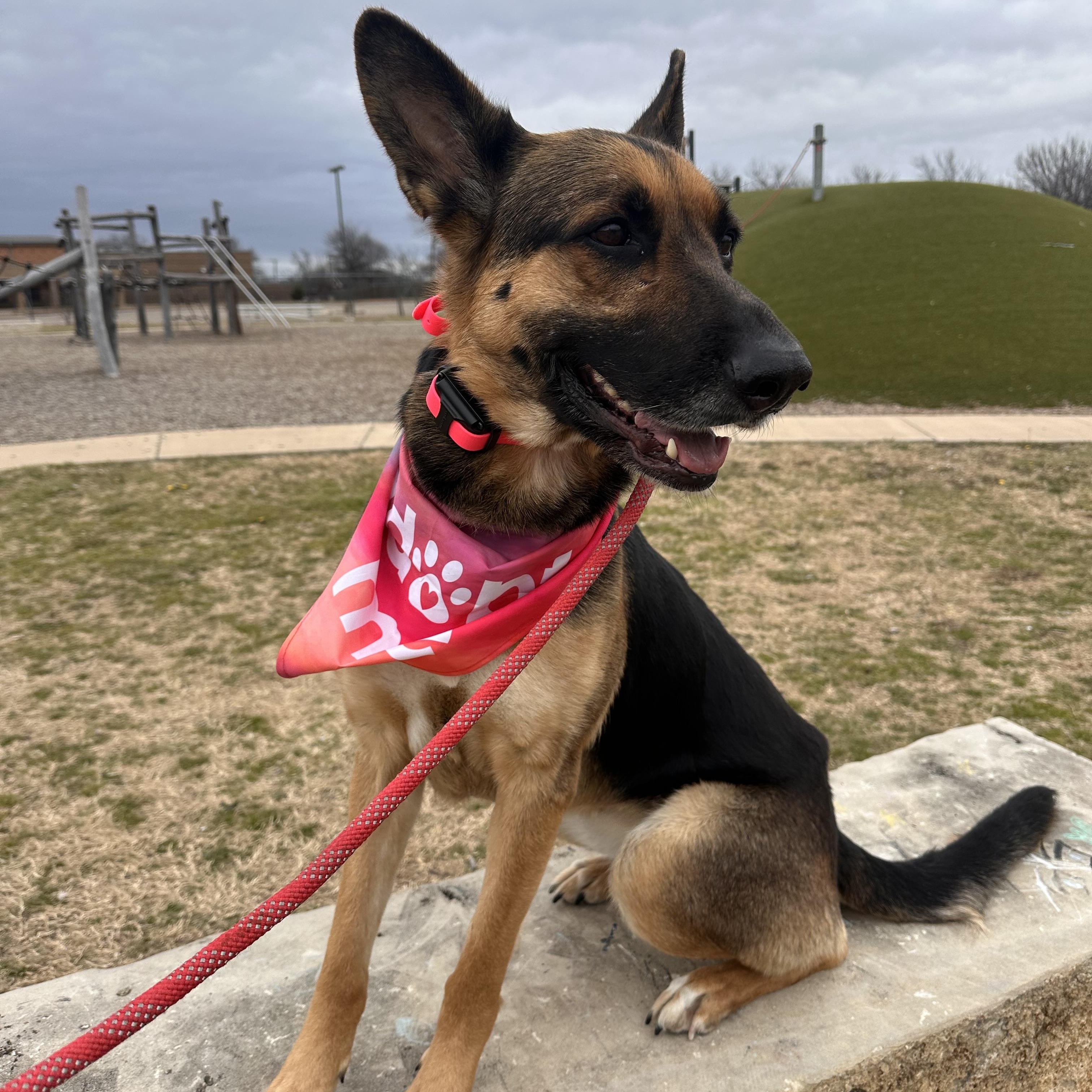 Enlarge Penny, a Adoptable German Shepherd Dog in Pine Knot, KY image 2/6