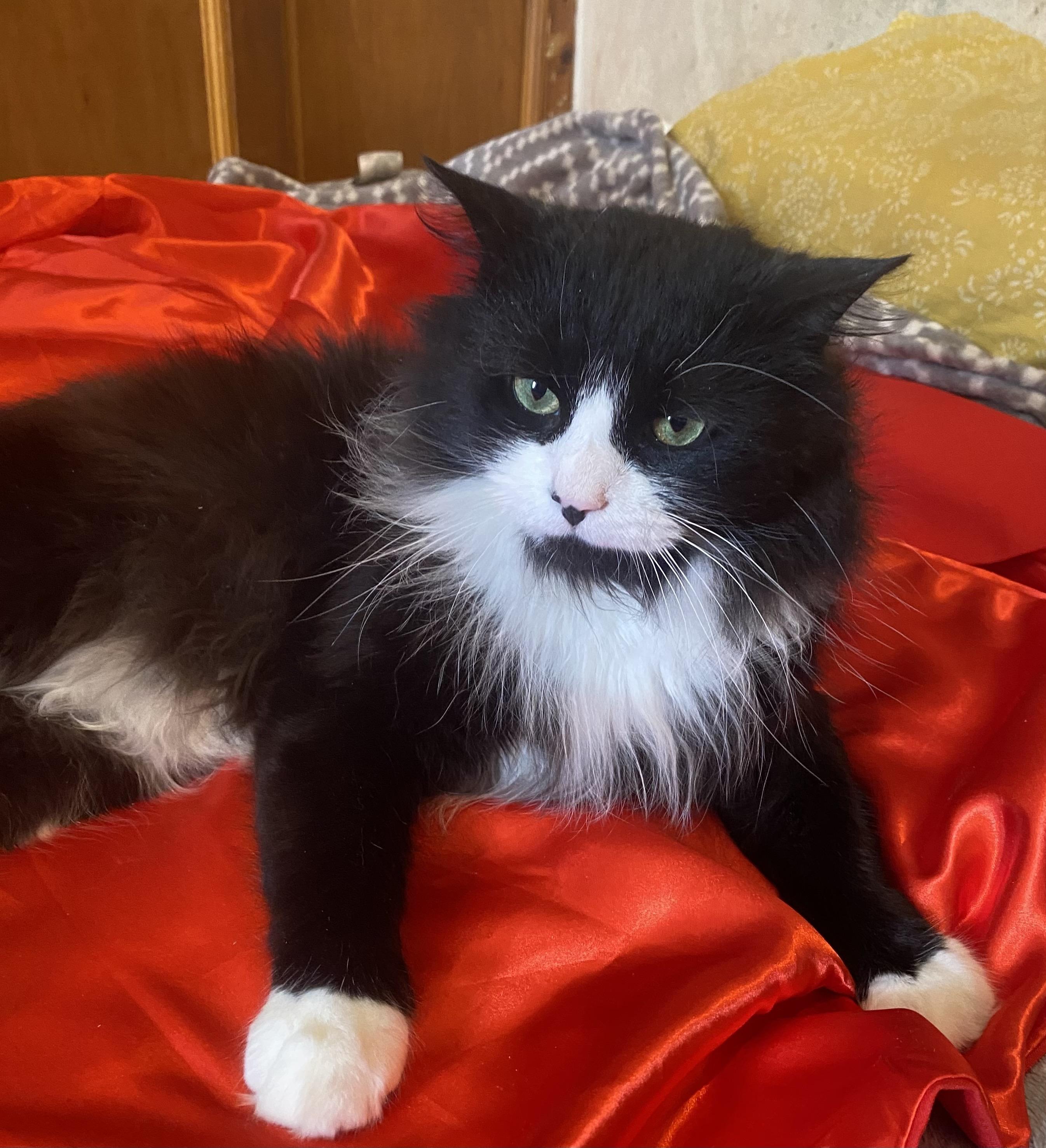 Birdie, ADOPTABLE, Adult Male Domestic Long Hair.