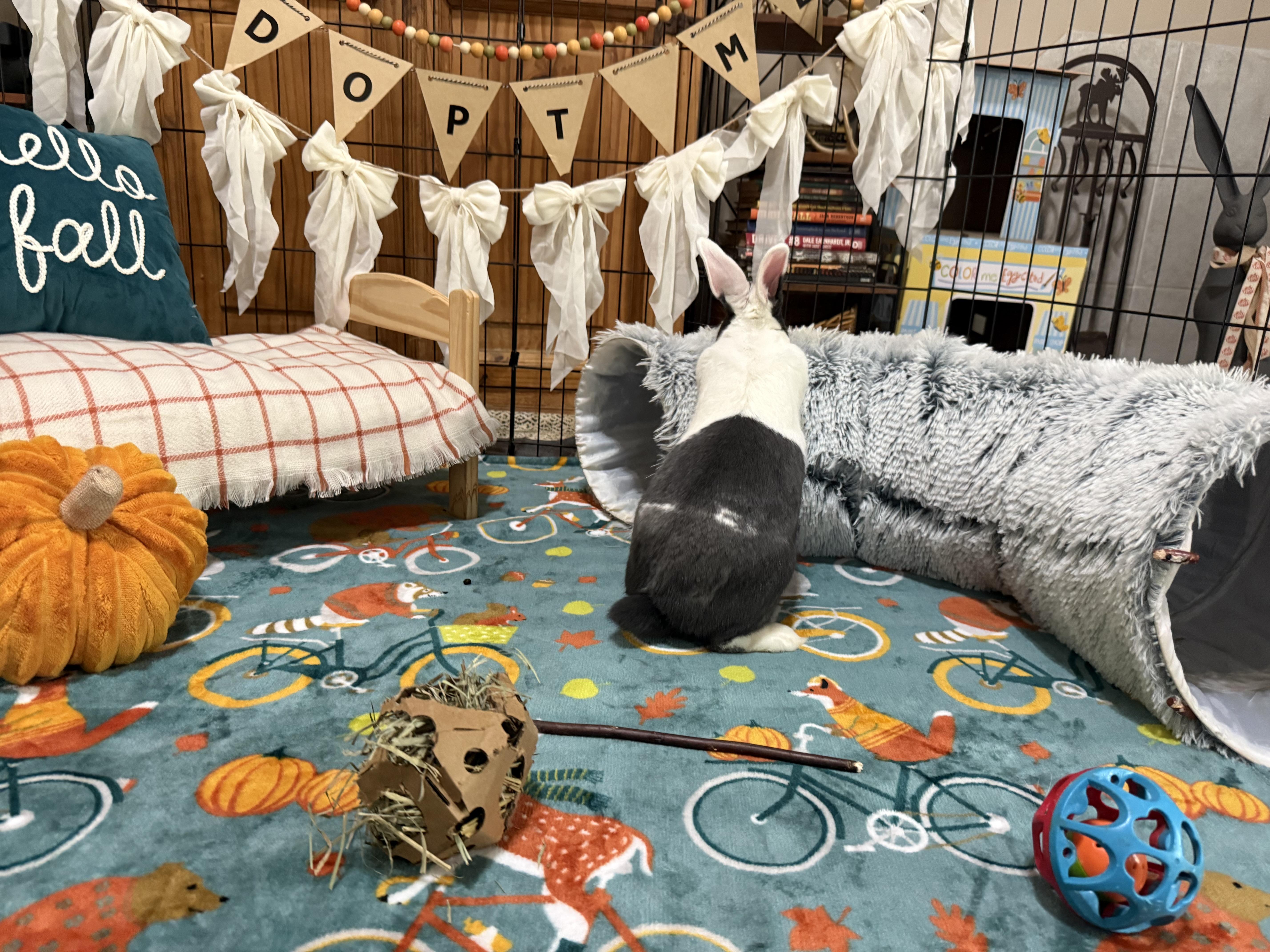 Blueberry, adoptable, Adult Female Dutch.