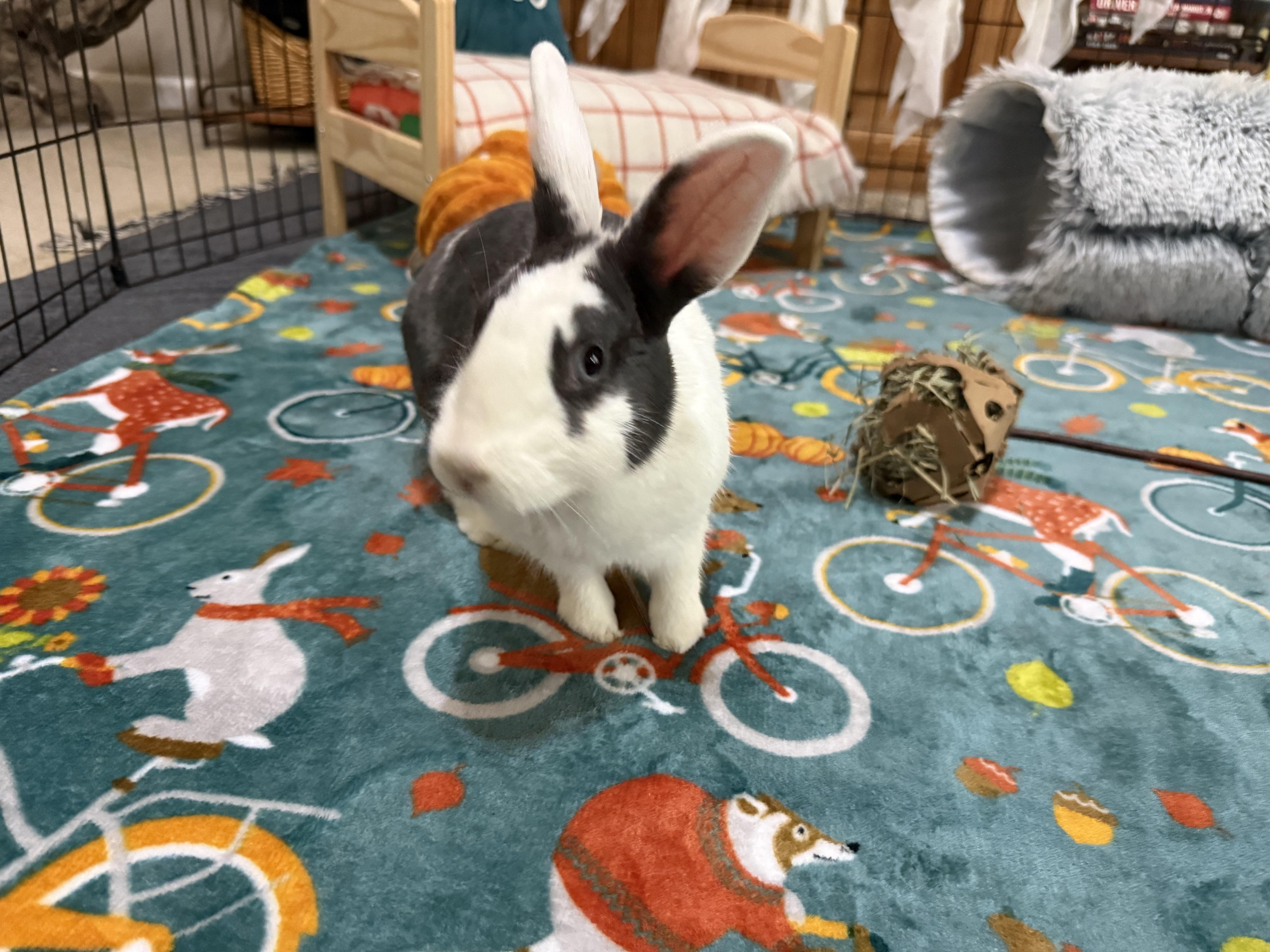 Enlarge Blueberry, an adoptable Dutch in Little Rock, AR image 2/5