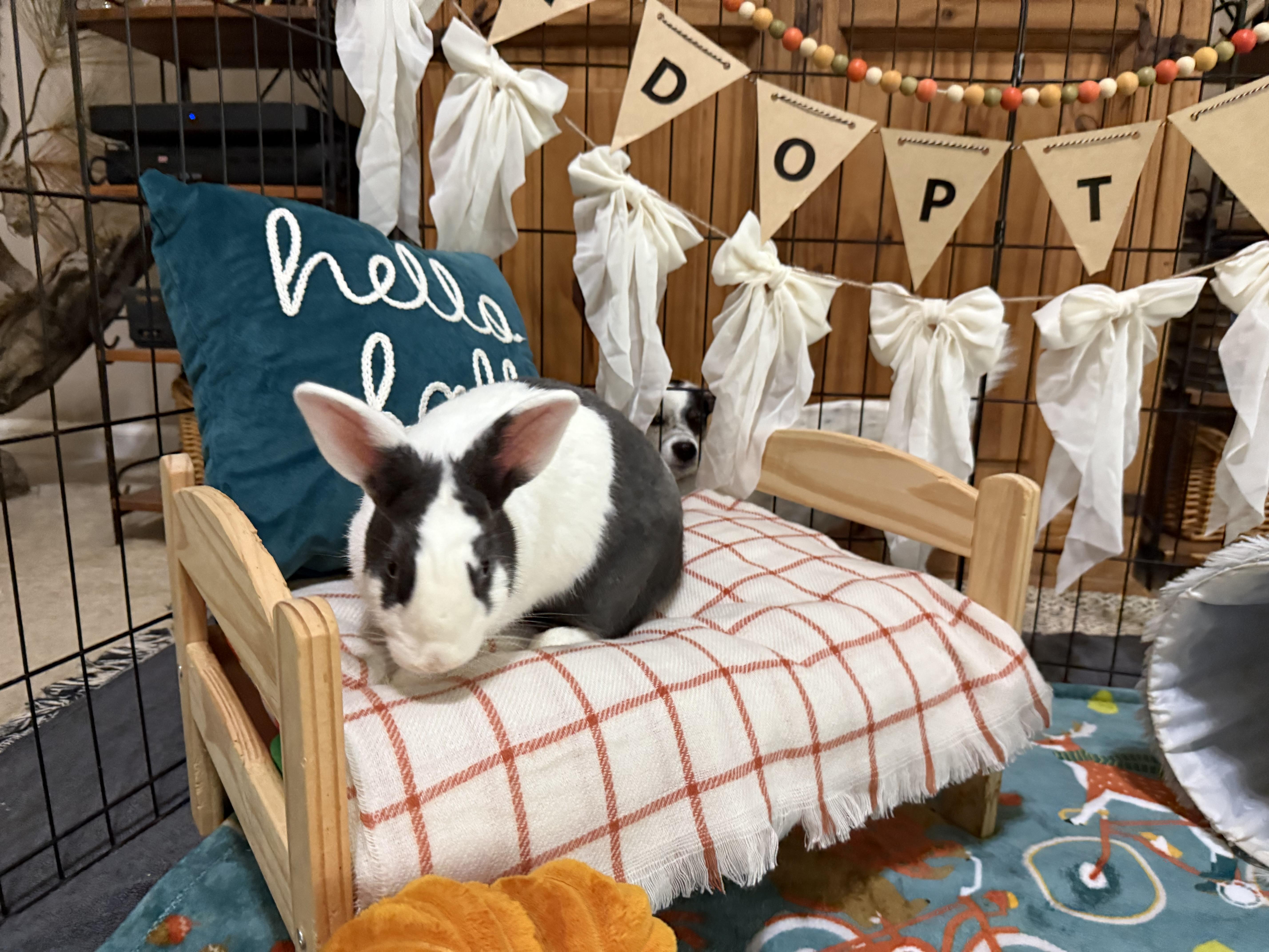 Enlarge Blueberry, an adoptable Dutch in Little Rock, AR image 3/5