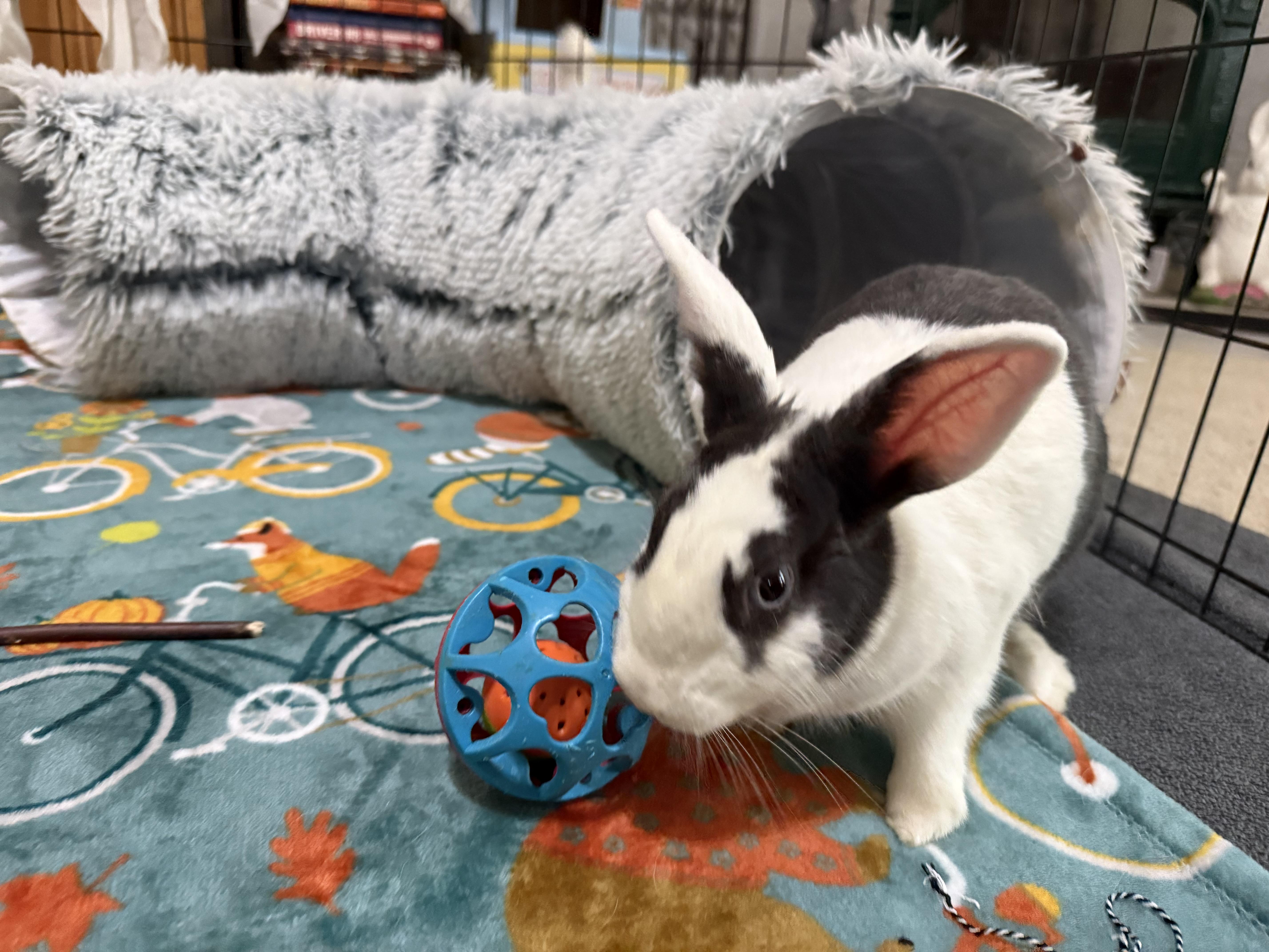 Enlarge Blueberry, an adoptable Dutch in Little Rock, AR image 4/5