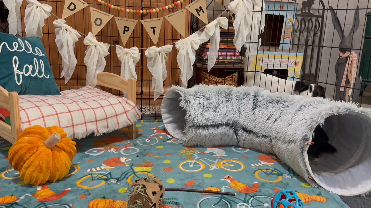 Enlarge Blueberry, an adoptable Dutch in Little Rock, AR video 5/5