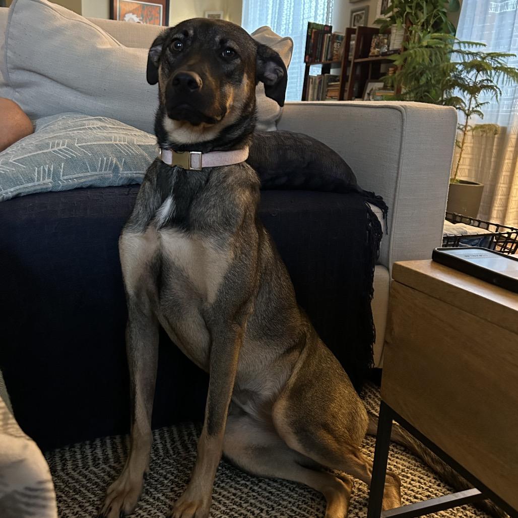 Nebula, Adoptable, Young Female Doberman Pinscher & Mixed Breed.